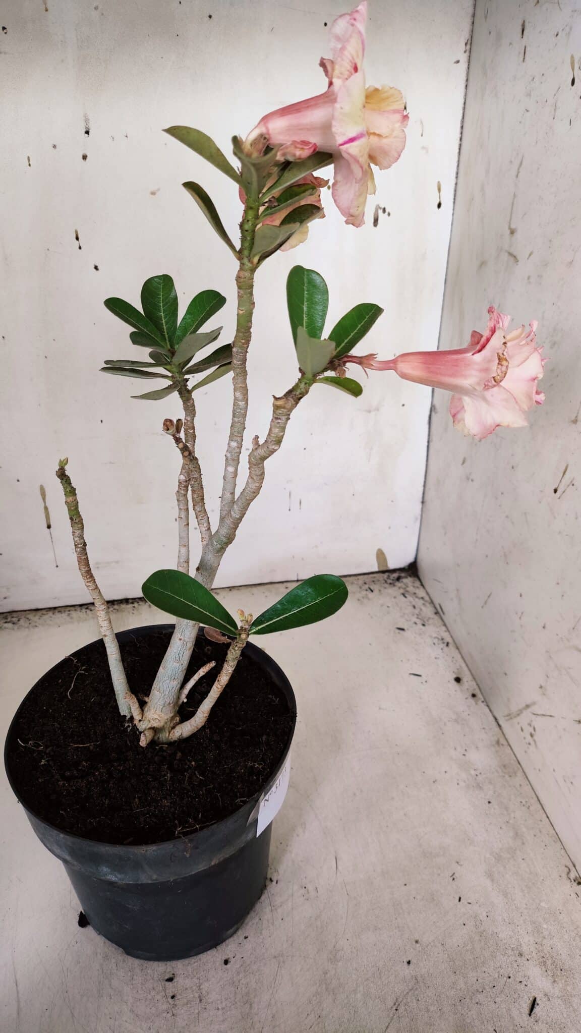 Planta Dobrada 3173 – 40cm – 03 anos
