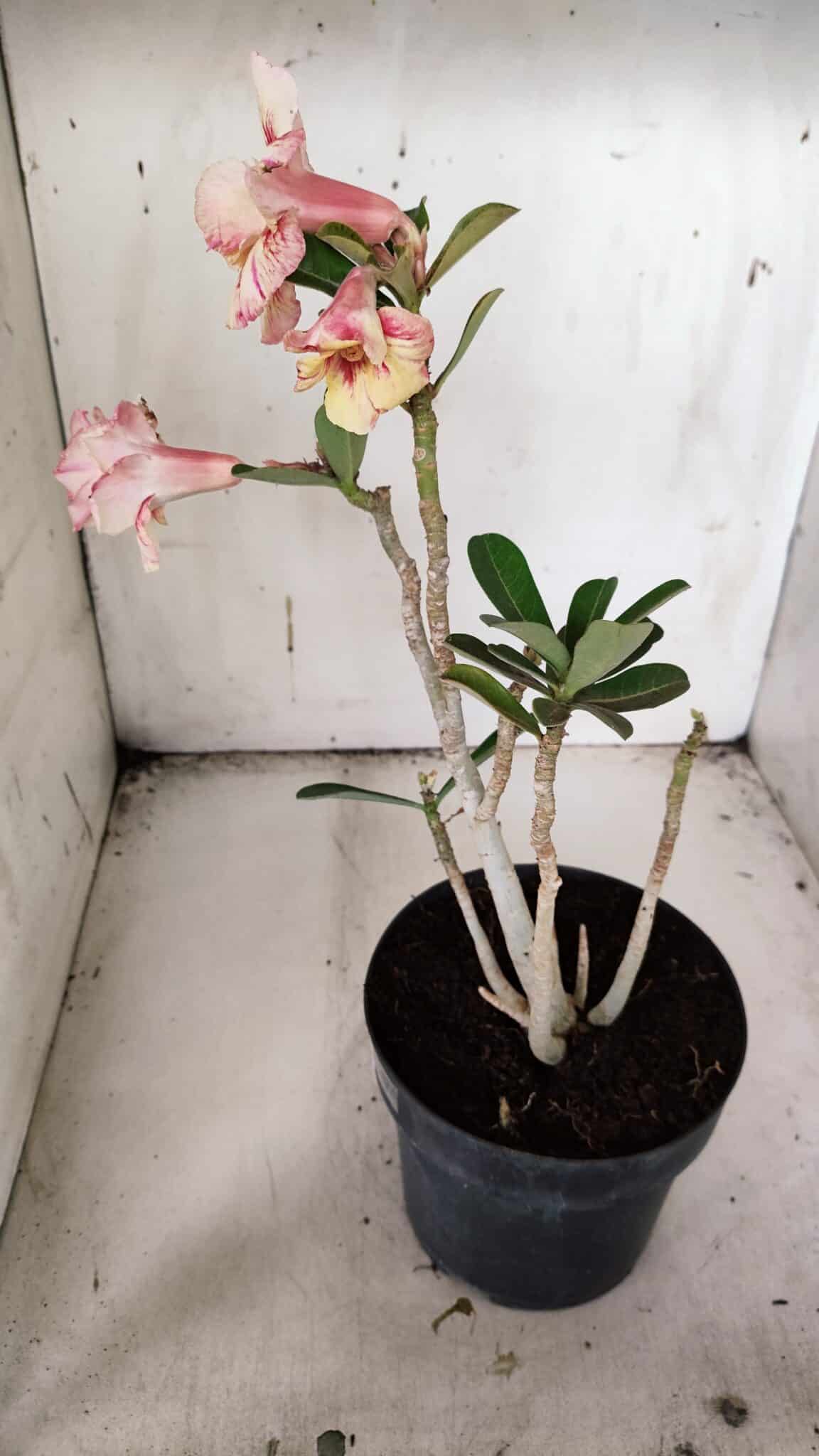 Planta Dobrada 3173 – 40cm – 03 anos