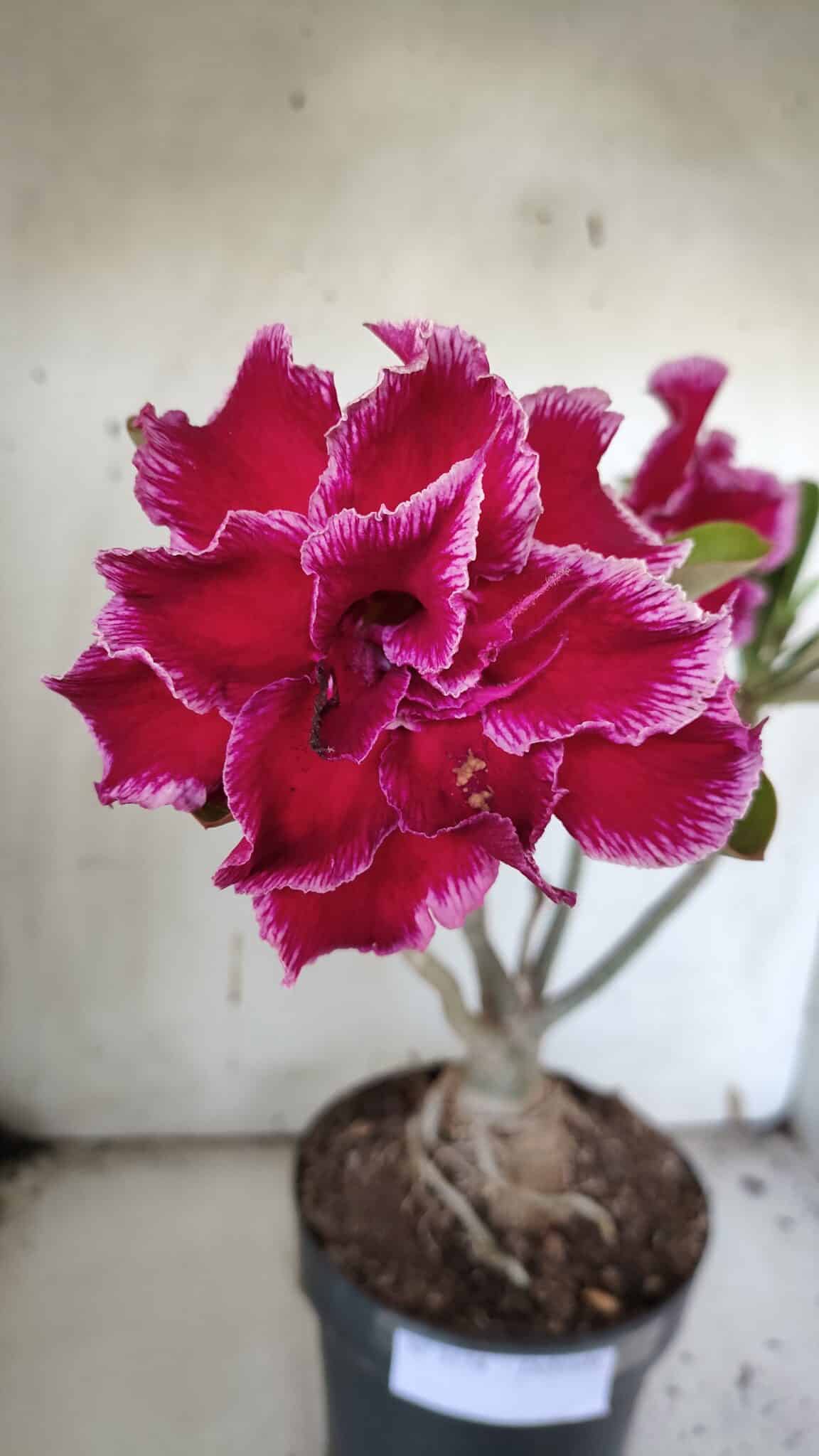 Planta Dobrada 3174 – 40cm – 03 anos