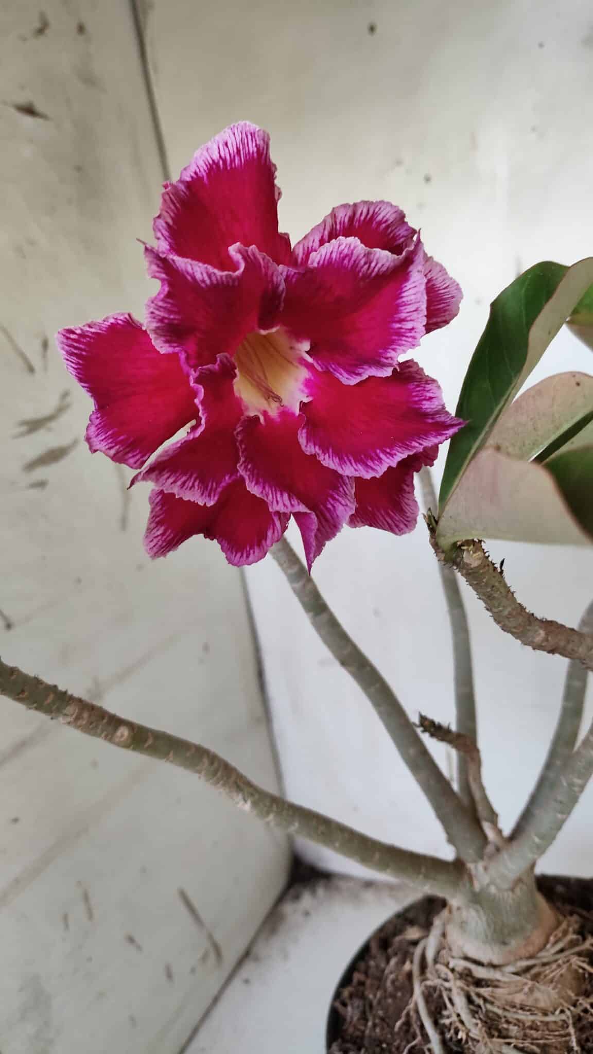 Planta Dobrada 3174 – 40cm – 03 anos