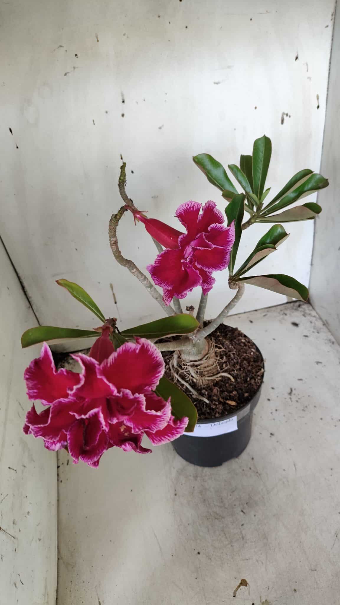 Planta Dobrada 3174 – 40cm – 03 anos