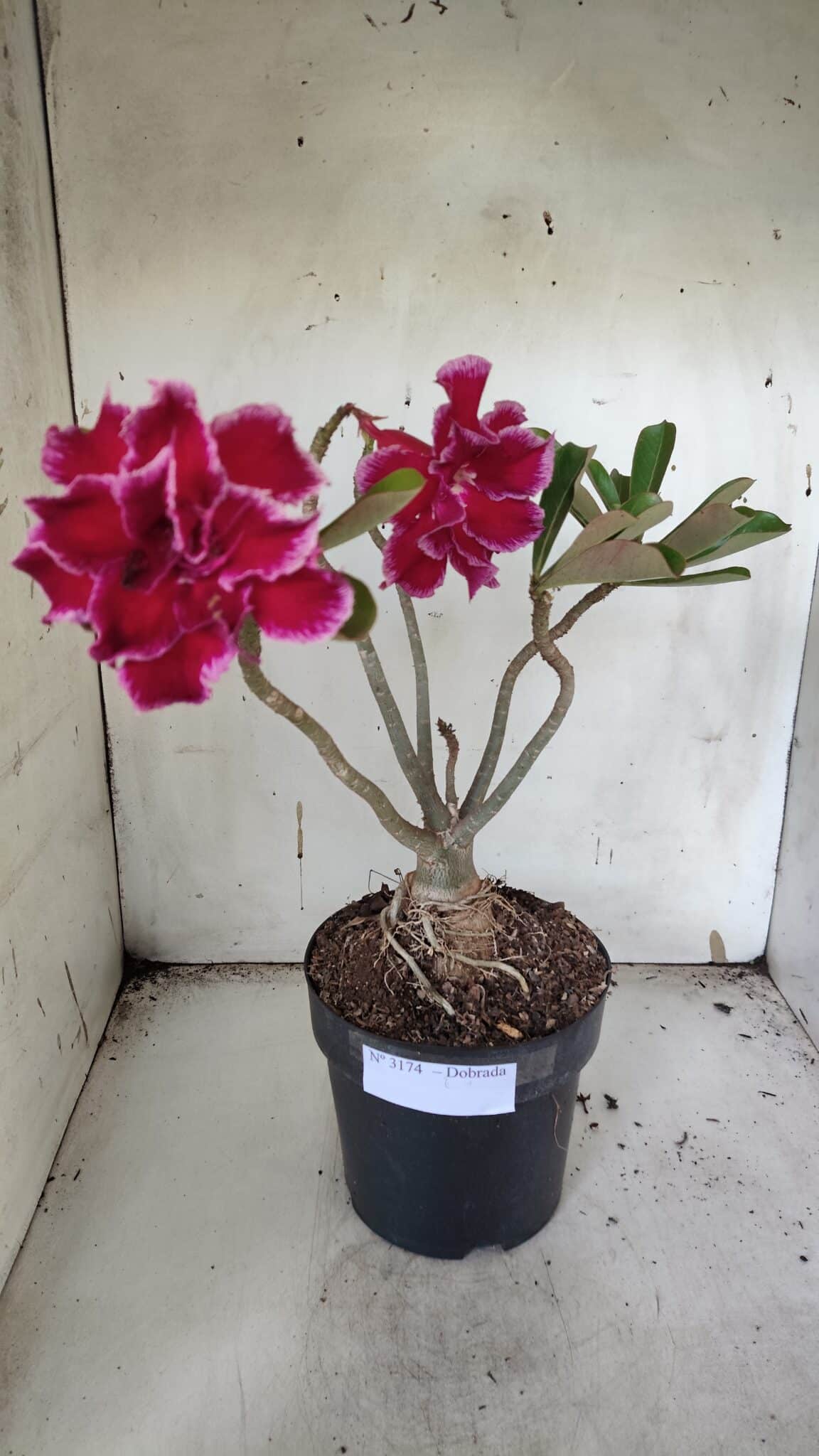Planta Dobrada 3174 – 40cm – 03 anos