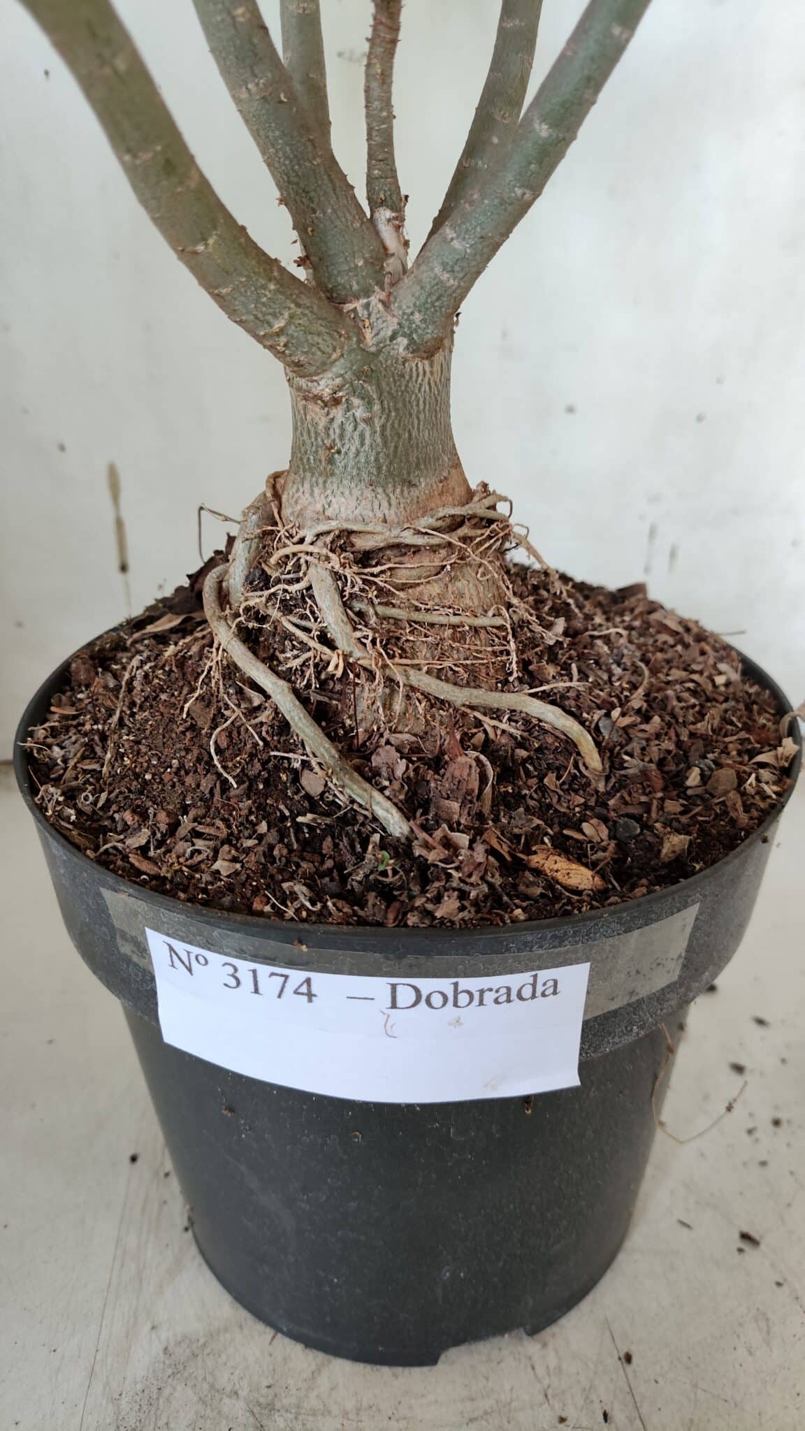 Planta Dobrada 3174 – 40cm – 03 anos
