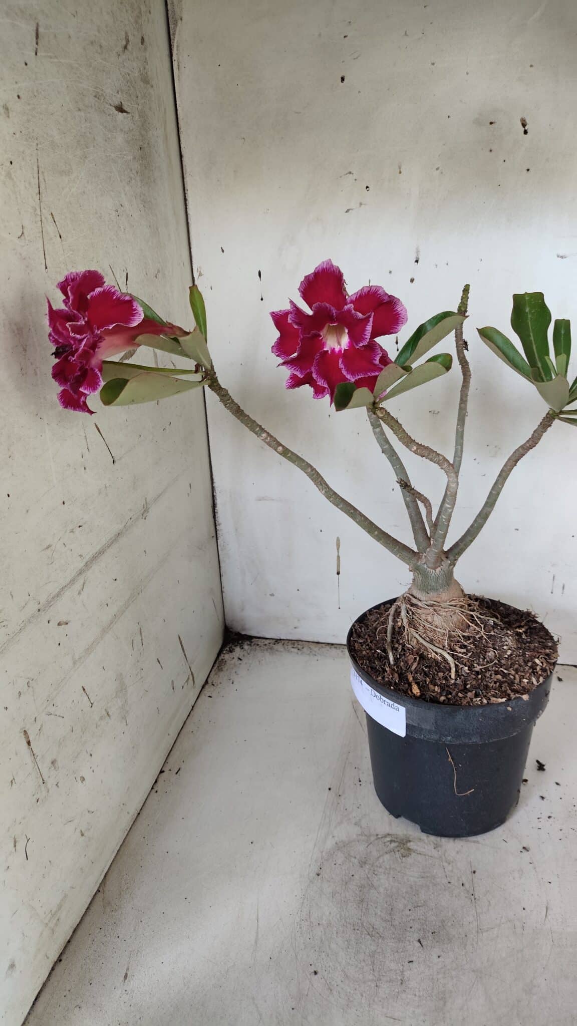 Planta Dobrada 3174 – 40cm – 03 anos