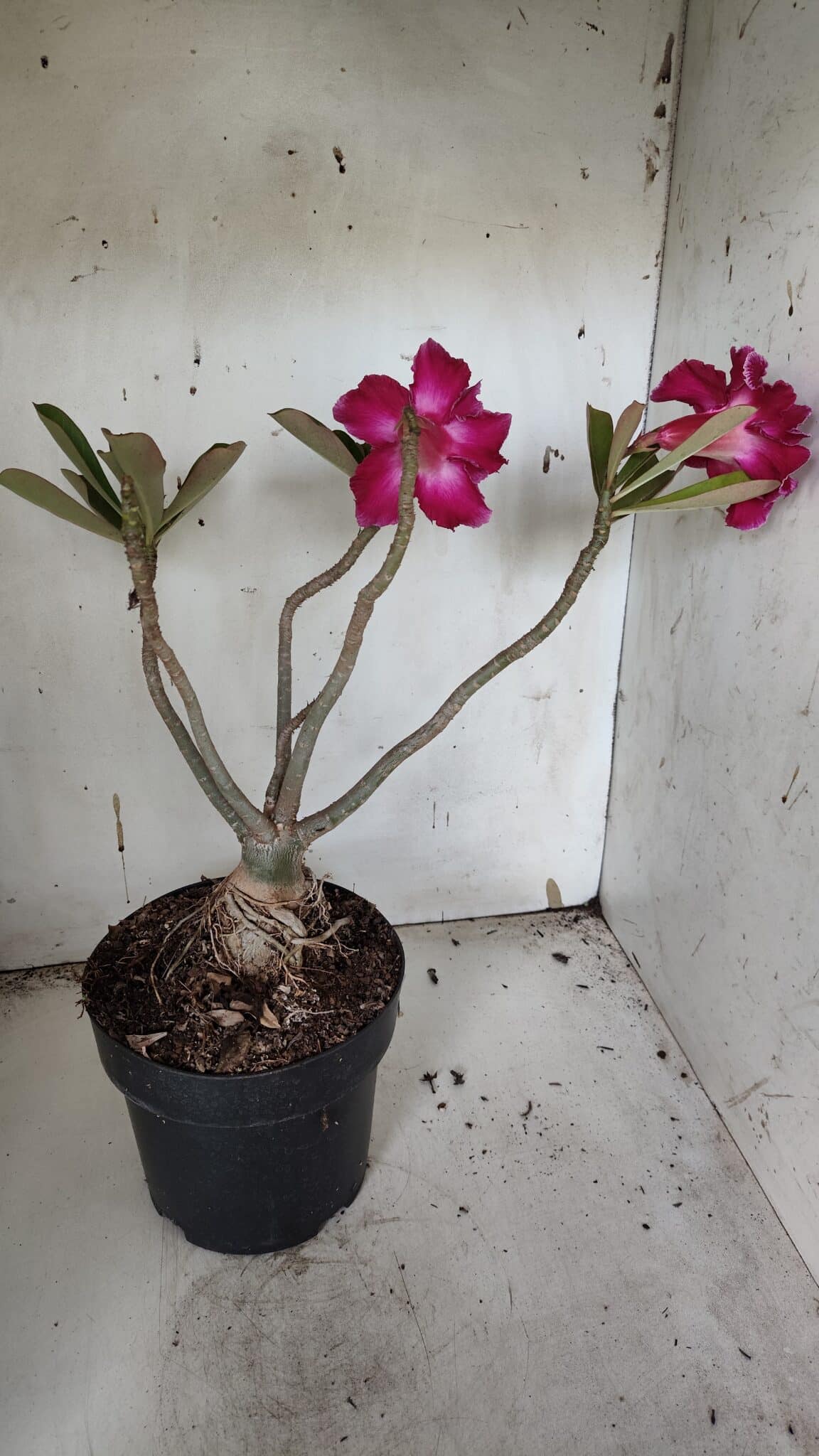 Planta Dobrada 3174 – 40cm – 03 anos