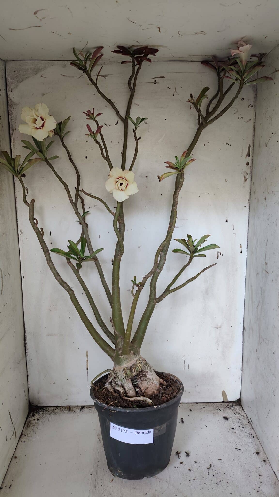 Planta Dobrada 3175 – 60cm – 05 anos