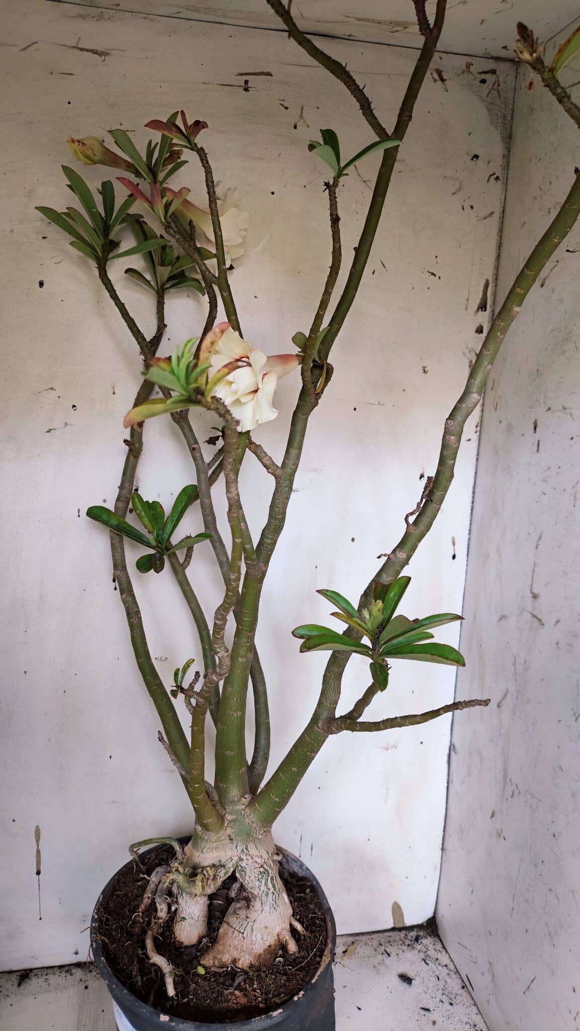 Planta Dobrada 3175 – 60cm – 05 anos