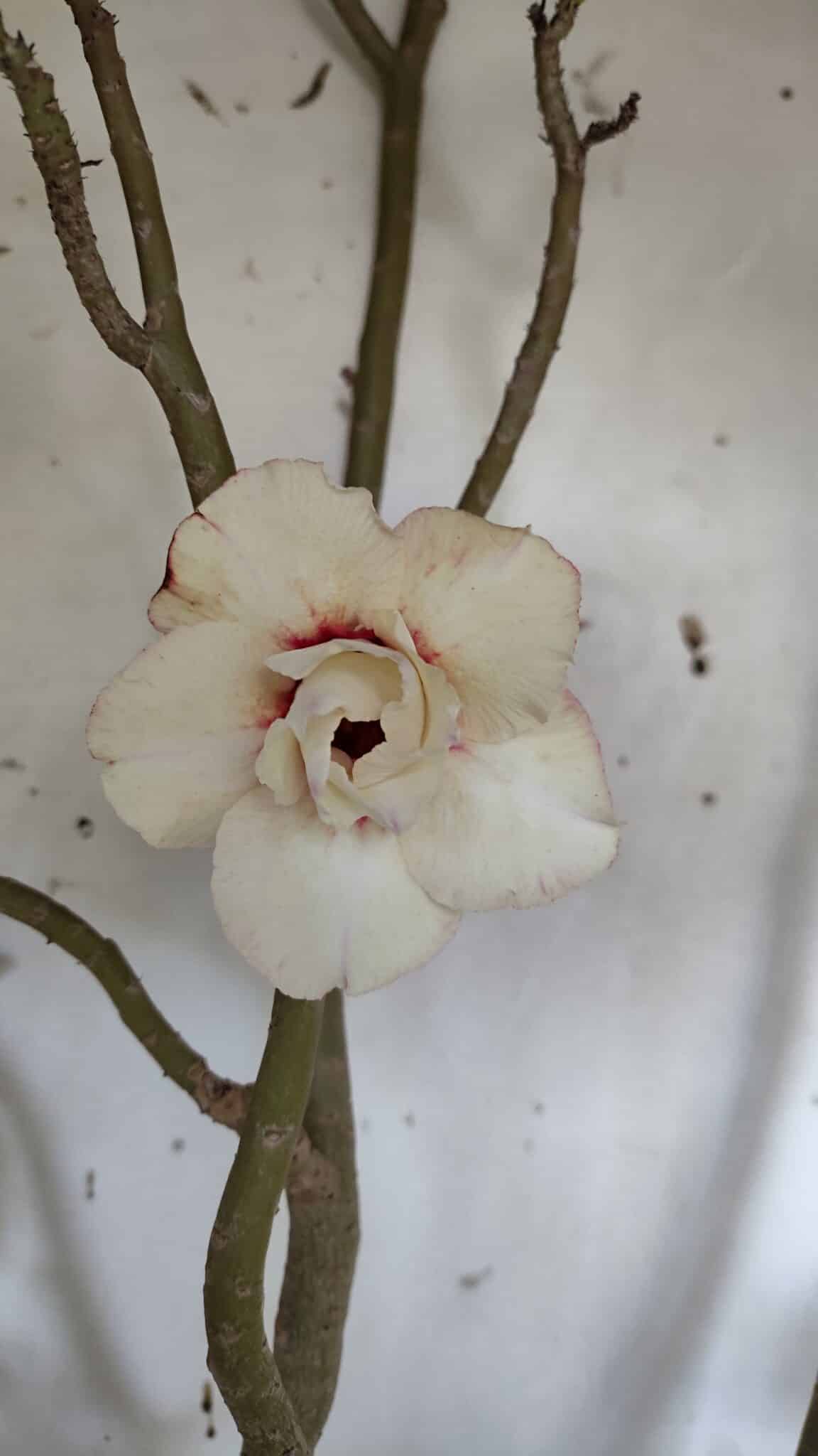 Planta Dobrada 3175 – 60cm – 05 anos