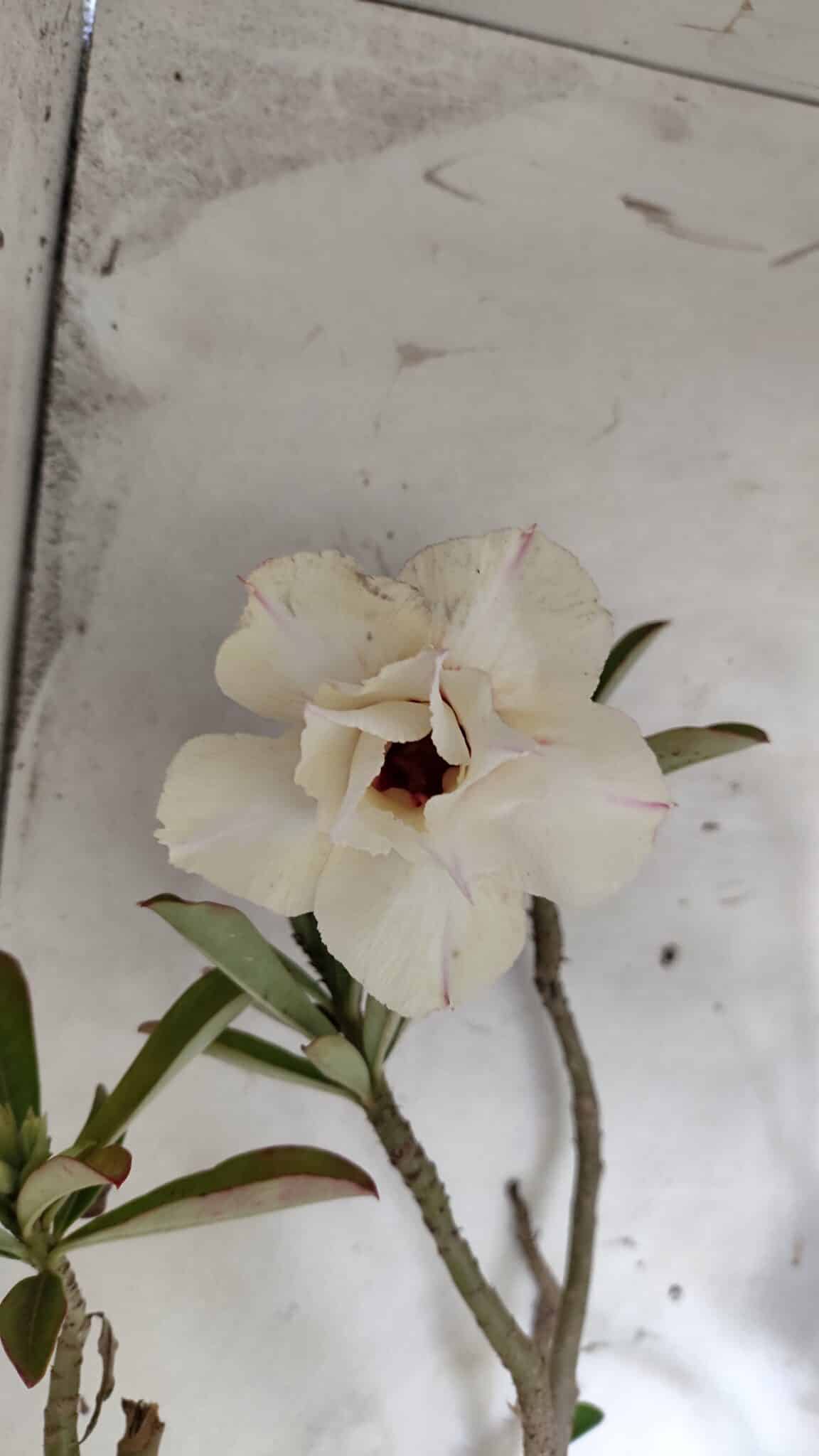Planta Dobrada 3175 – 60cm – 05 anos