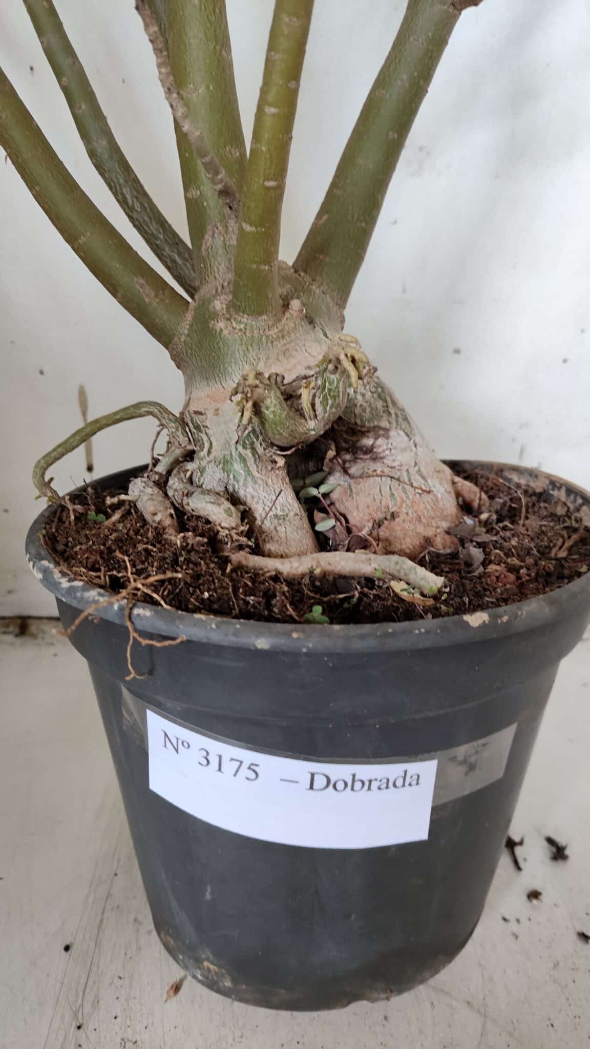 Planta Dobrada 3175 – 60cm – 05 anos