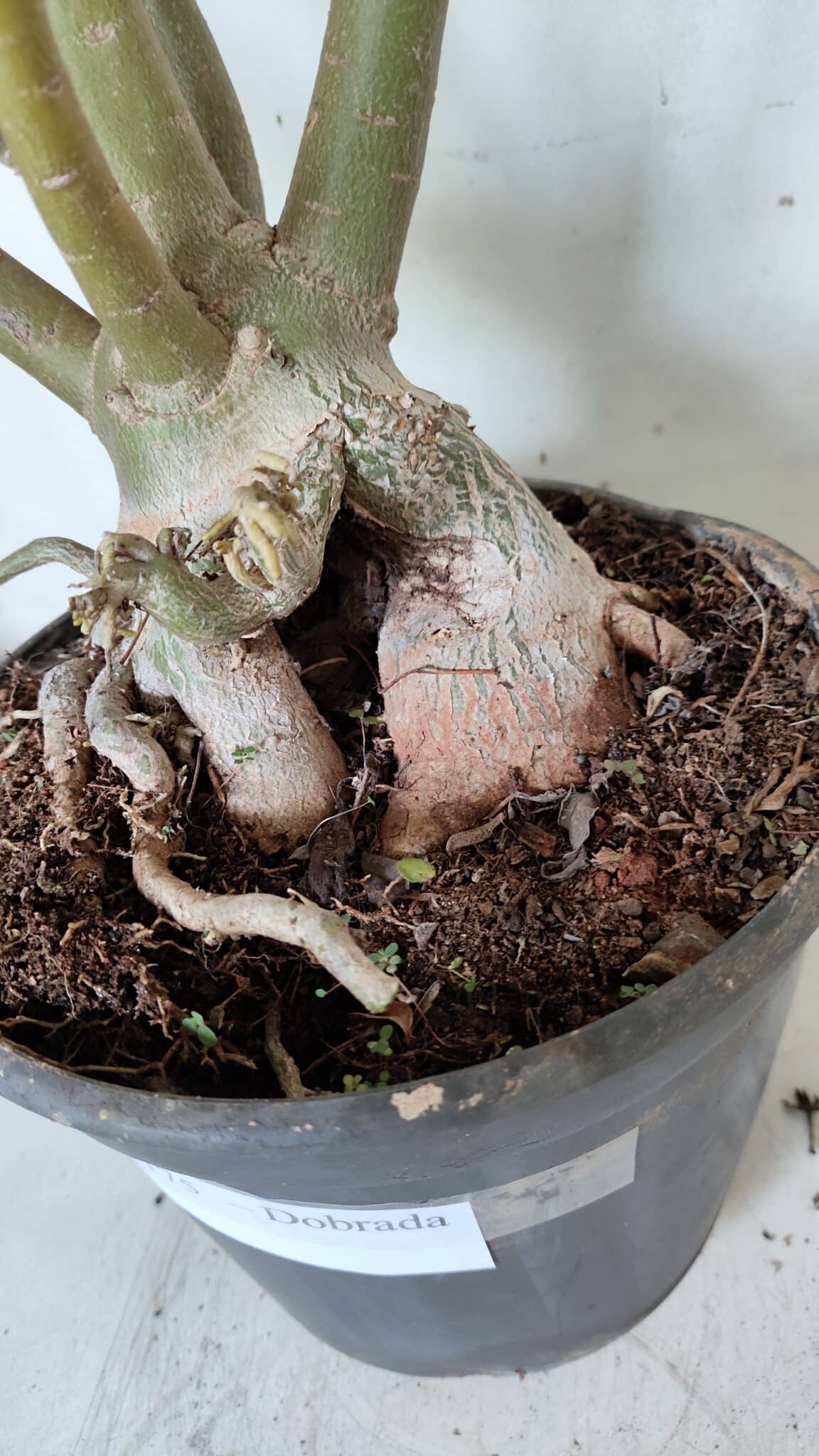 Planta Dobrada 3175 – 60cm – 05 anos
