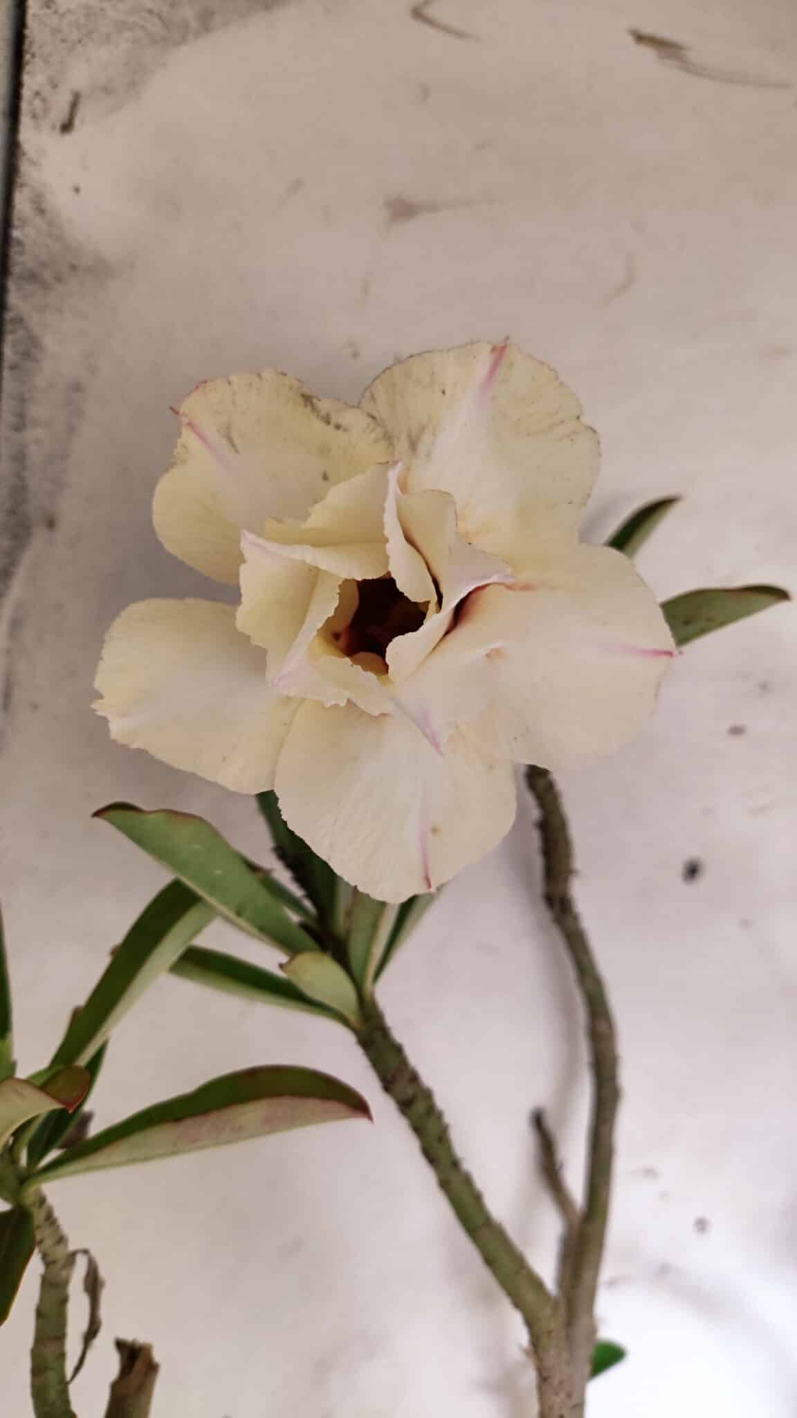 Planta Dobrada 3175 – 60cm – 05 anos