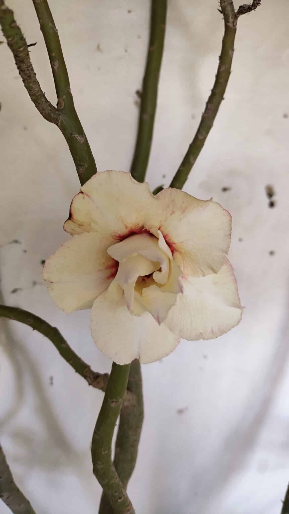 Planta Dobrada 3175 – 60cm – 05 anos