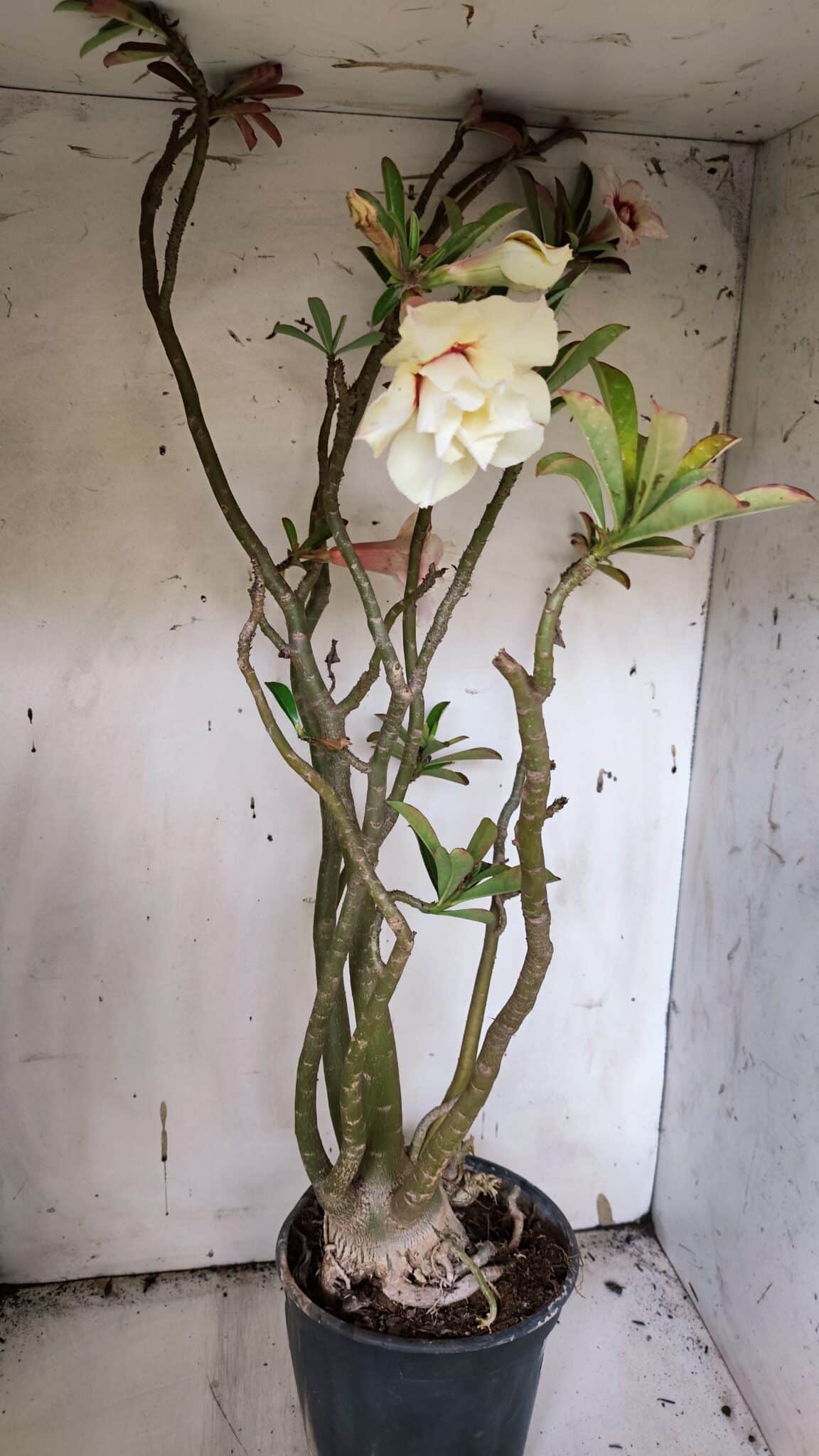 Planta Dobrada 3175 – 60cm – 05 anos