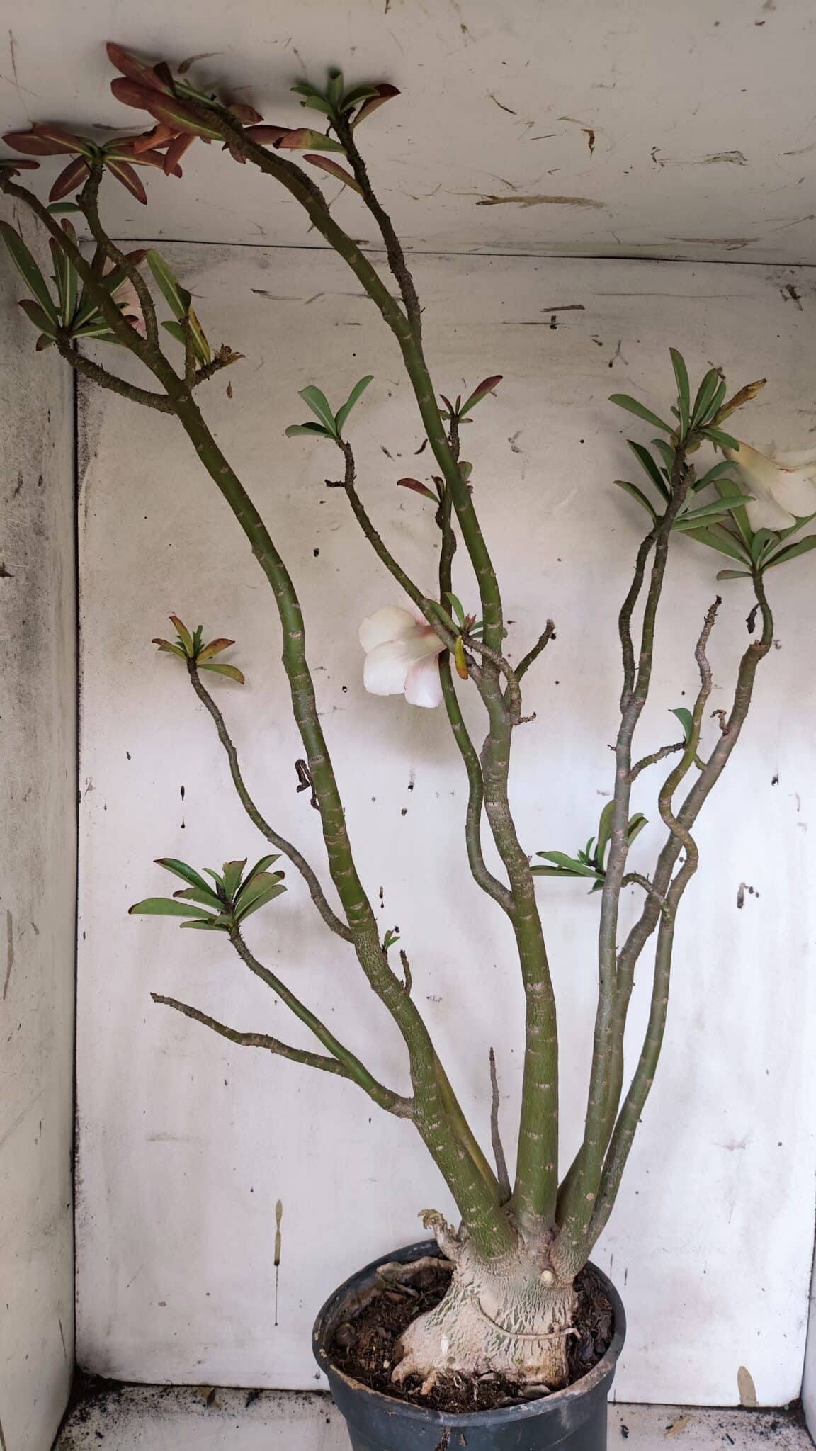 Planta Dobrada 3175 – 60cm – 05 anos