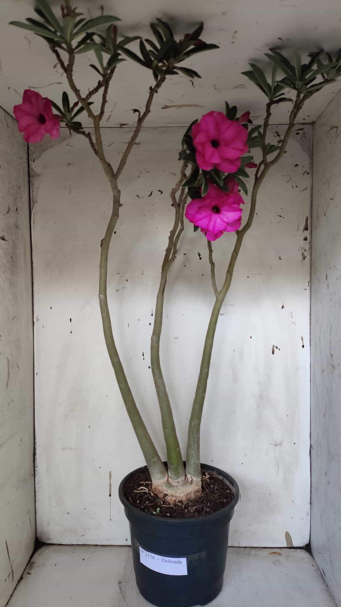 Planta Dobrada 3176 – 60cm – 04 anos