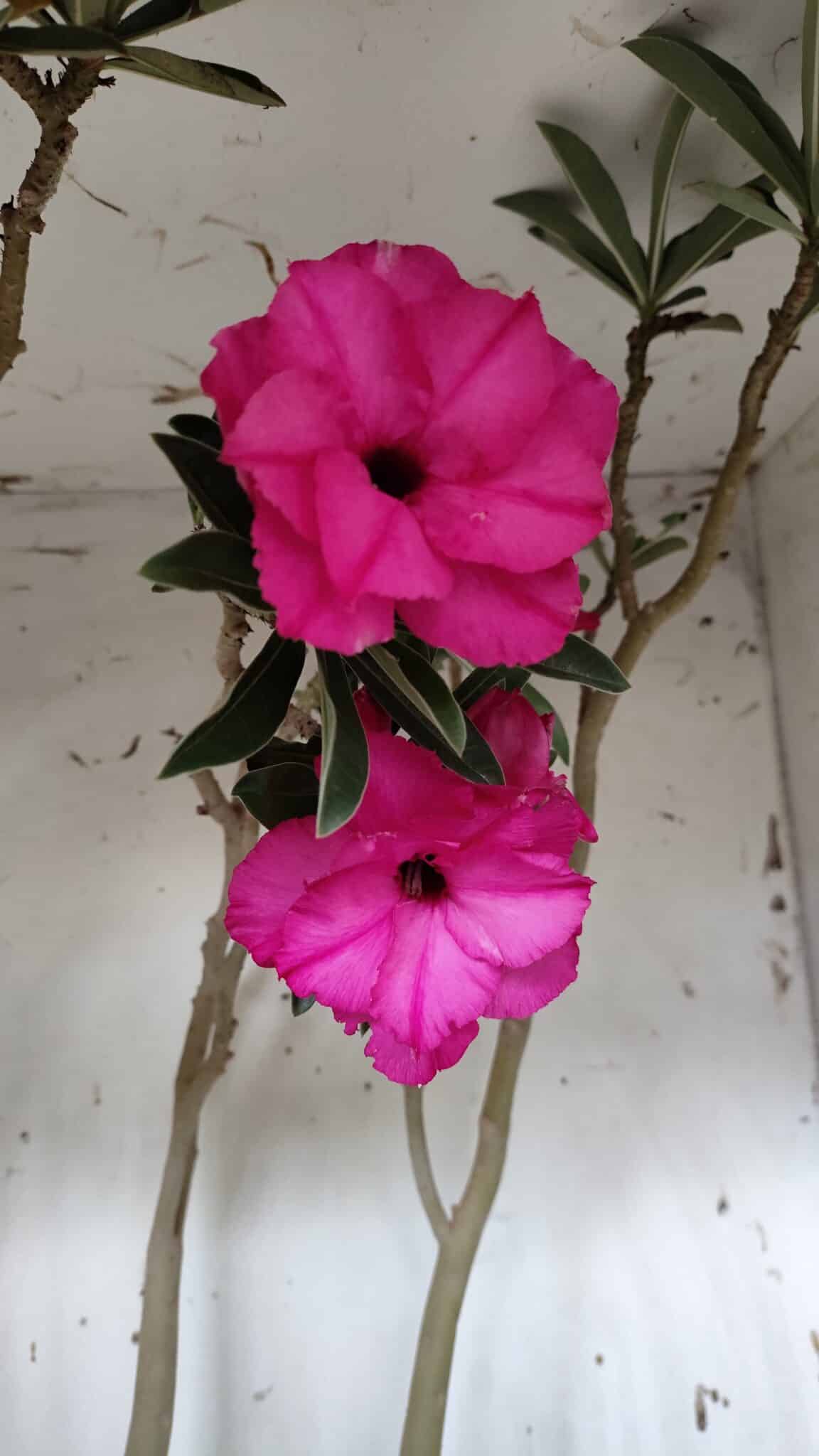 Planta Dobrada 3176 – 60cm – 04 anos