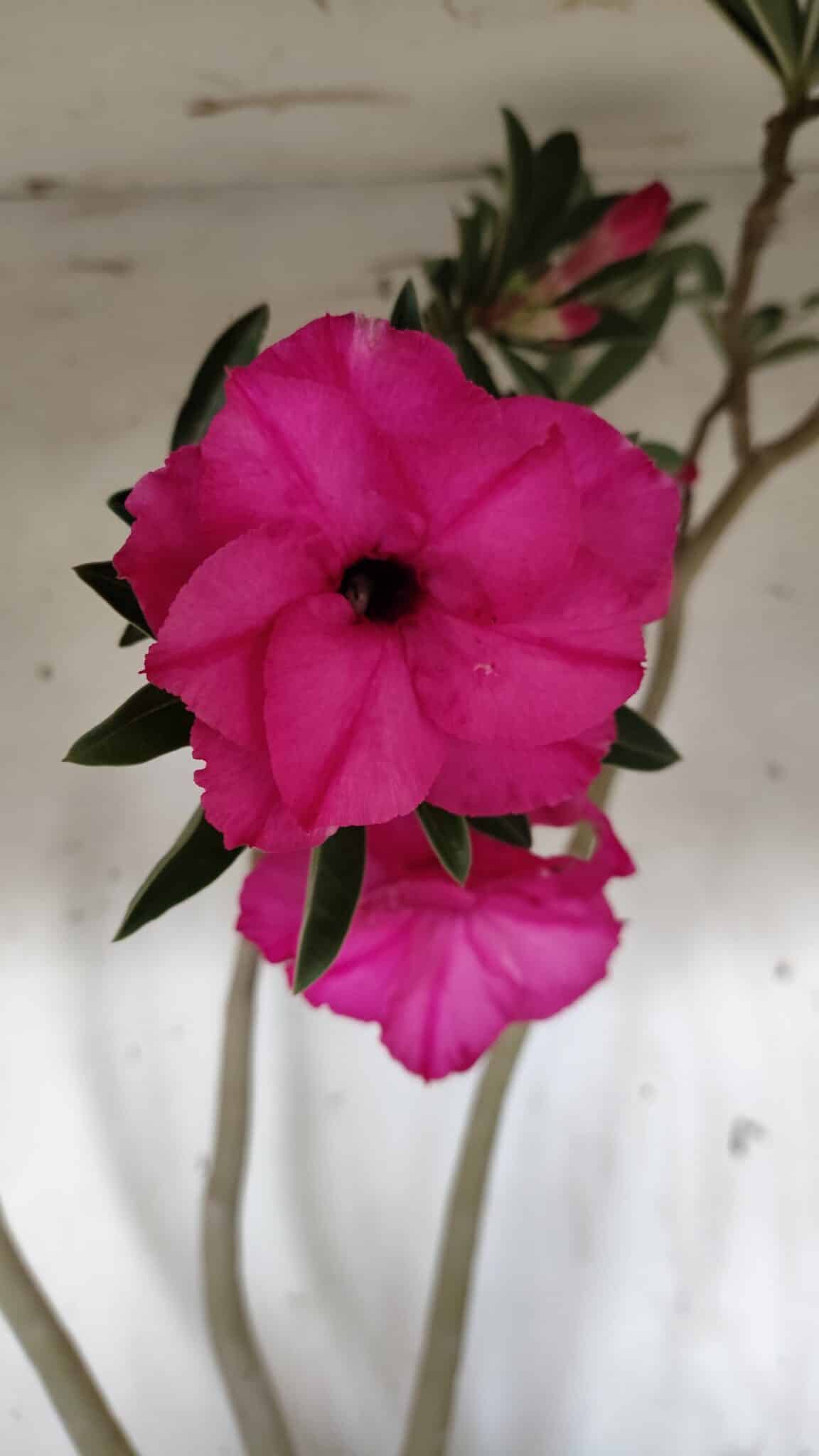 Planta Dobrada 3176 – 60cm – 04 anos
