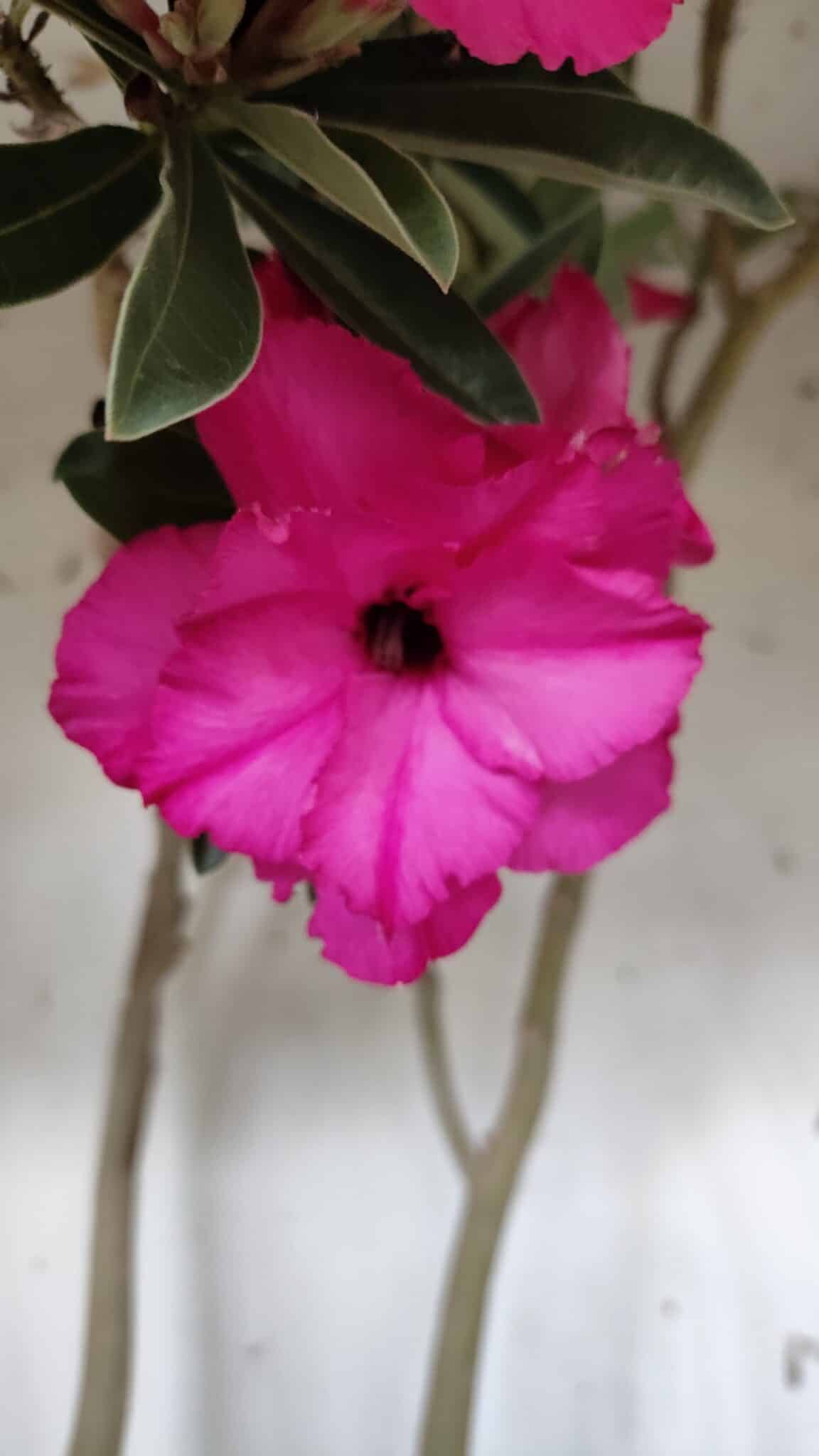 Planta Dobrada 3176 – 60cm – 04 anos