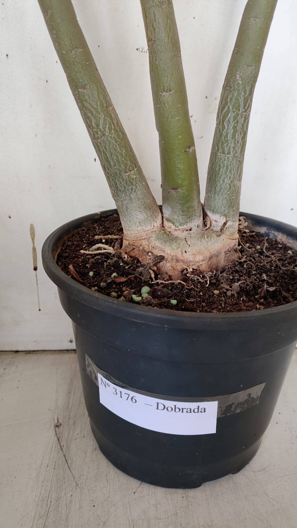 Planta Dobrada 3176 – 60cm – 04 anos