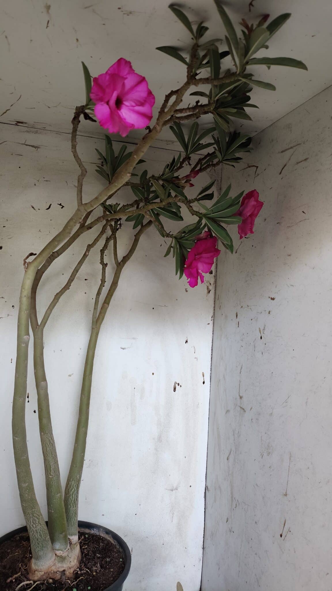 Planta Dobrada 3176 – 60cm – 04 anos