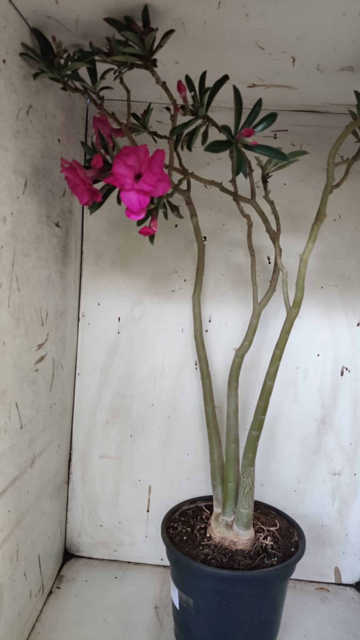 Planta Dobrada 3176 – 60cm – 04 anos