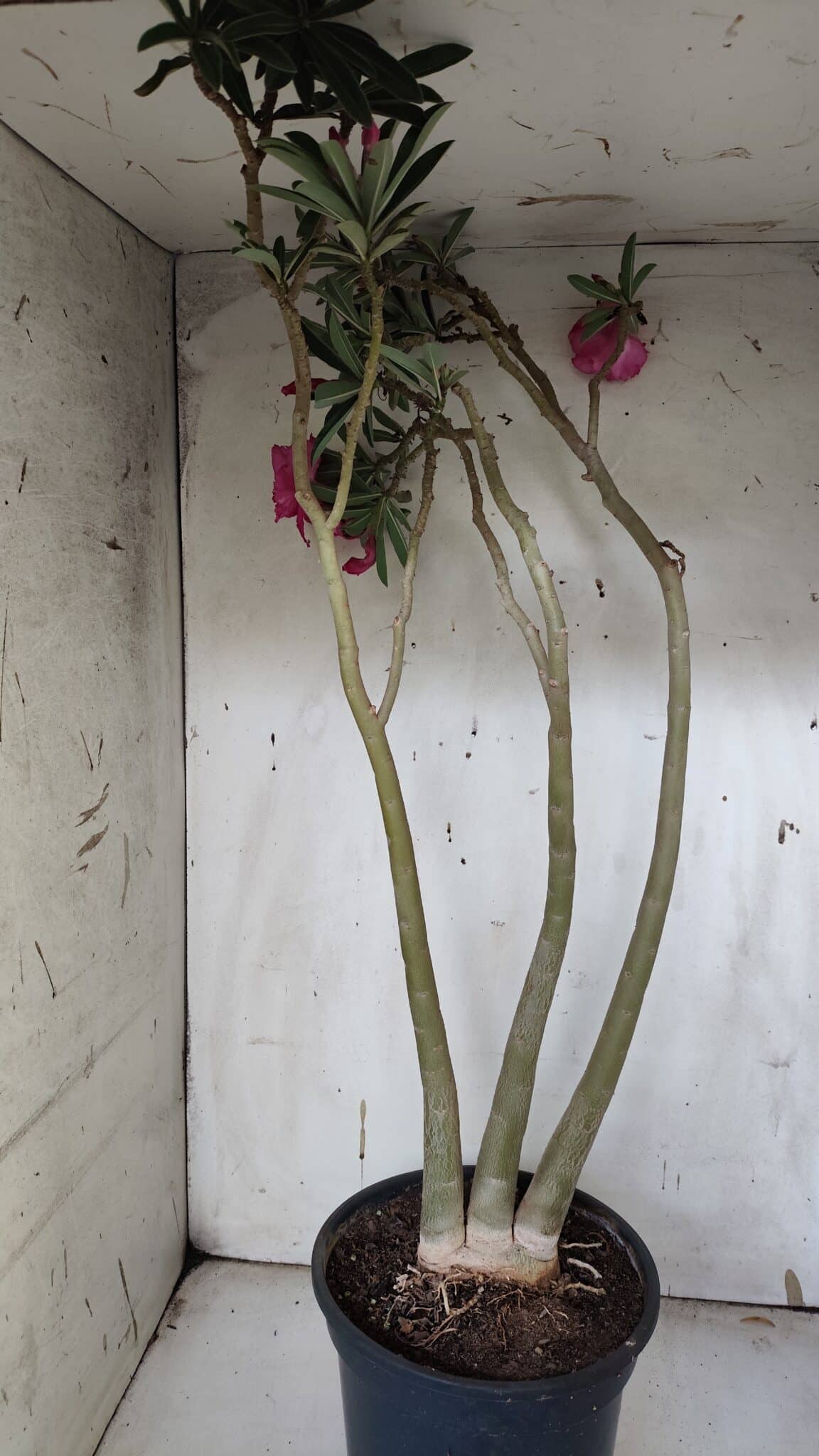 Planta Dobrada 3176 – 60cm – 04 anos