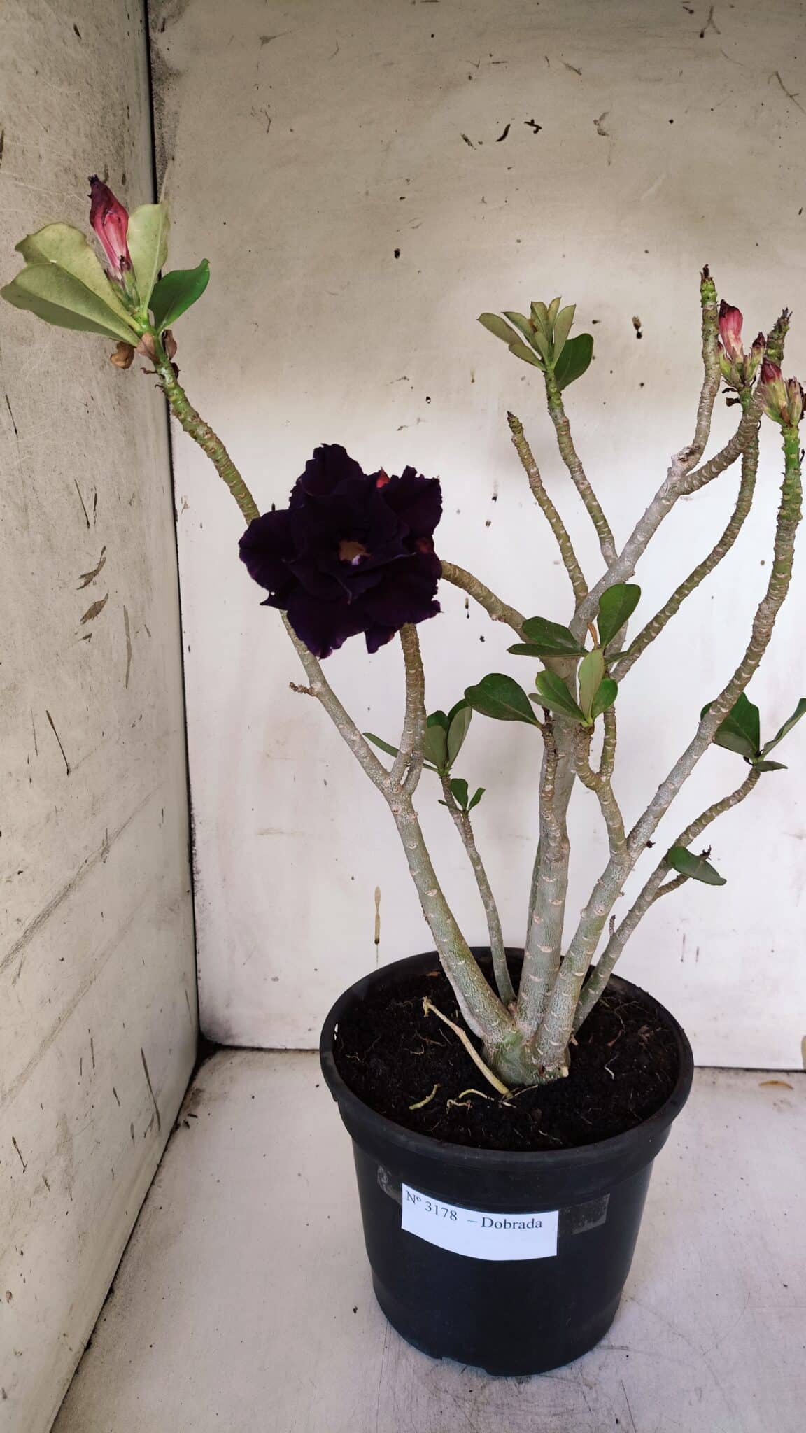 Planta Dobrada 3178 – 45cm – 04 anos