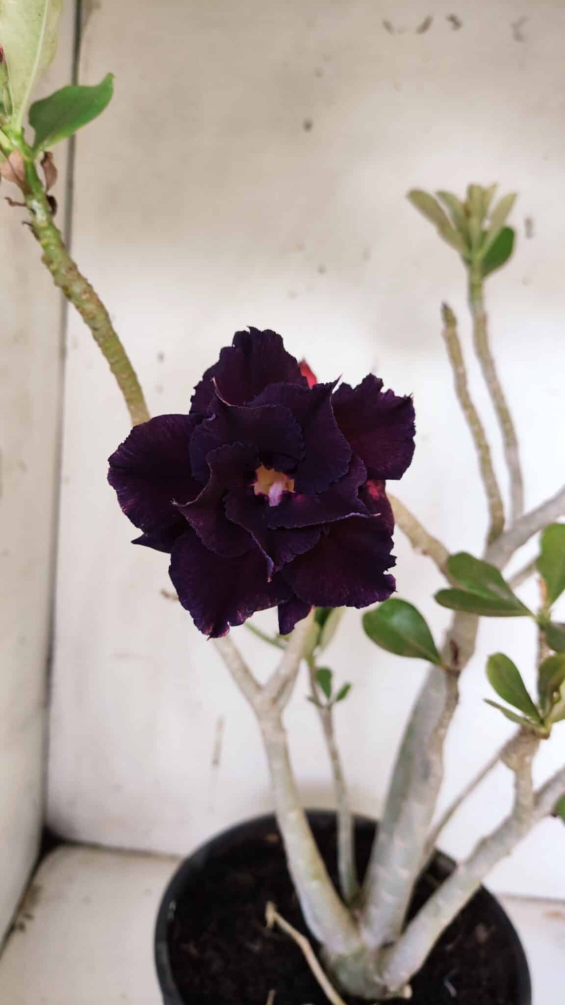 Planta Dobrada 3178 – 45cm – 04 anos