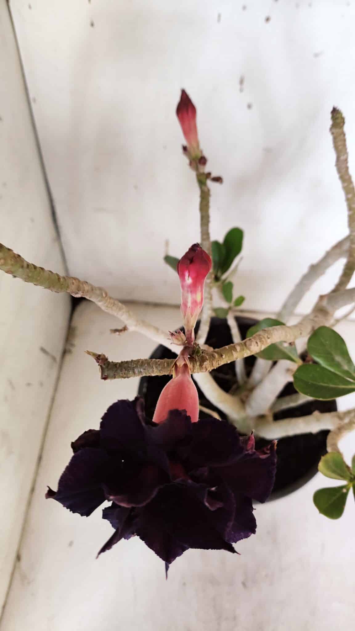 Planta Dobrada 3178 – 45cm – 04 anos