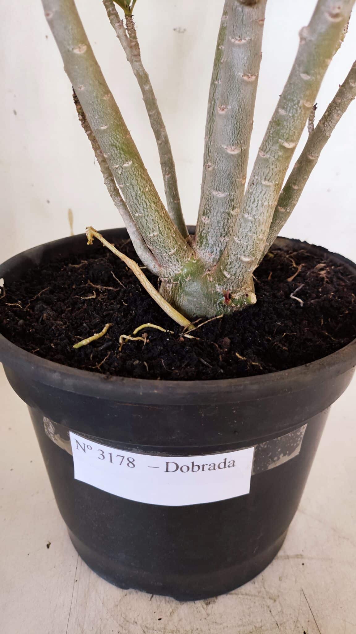 Planta Dobrada 3178 – 45cm – 04 anos