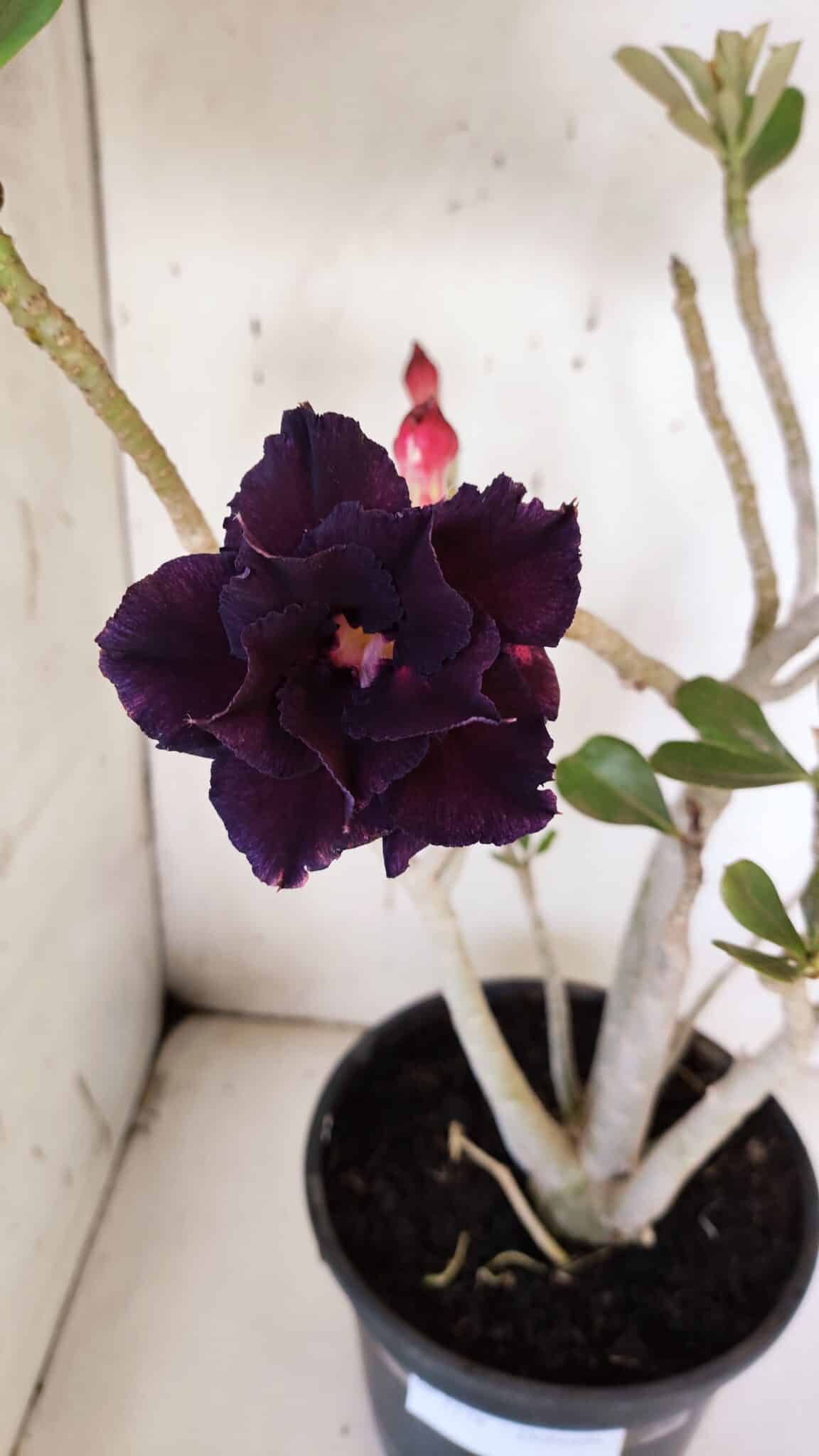 Planta Dobrada 3178 – 45cm – 04 anos