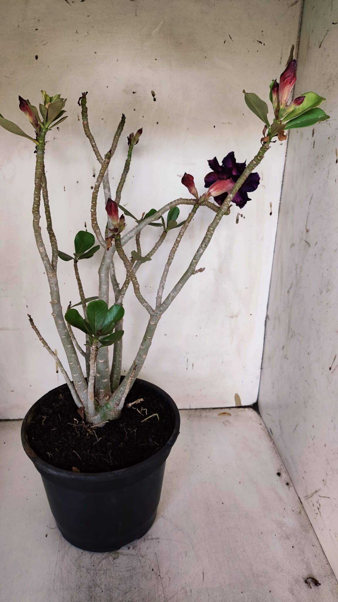 Planta Dobrada 3178 – 45cm – 04 anos