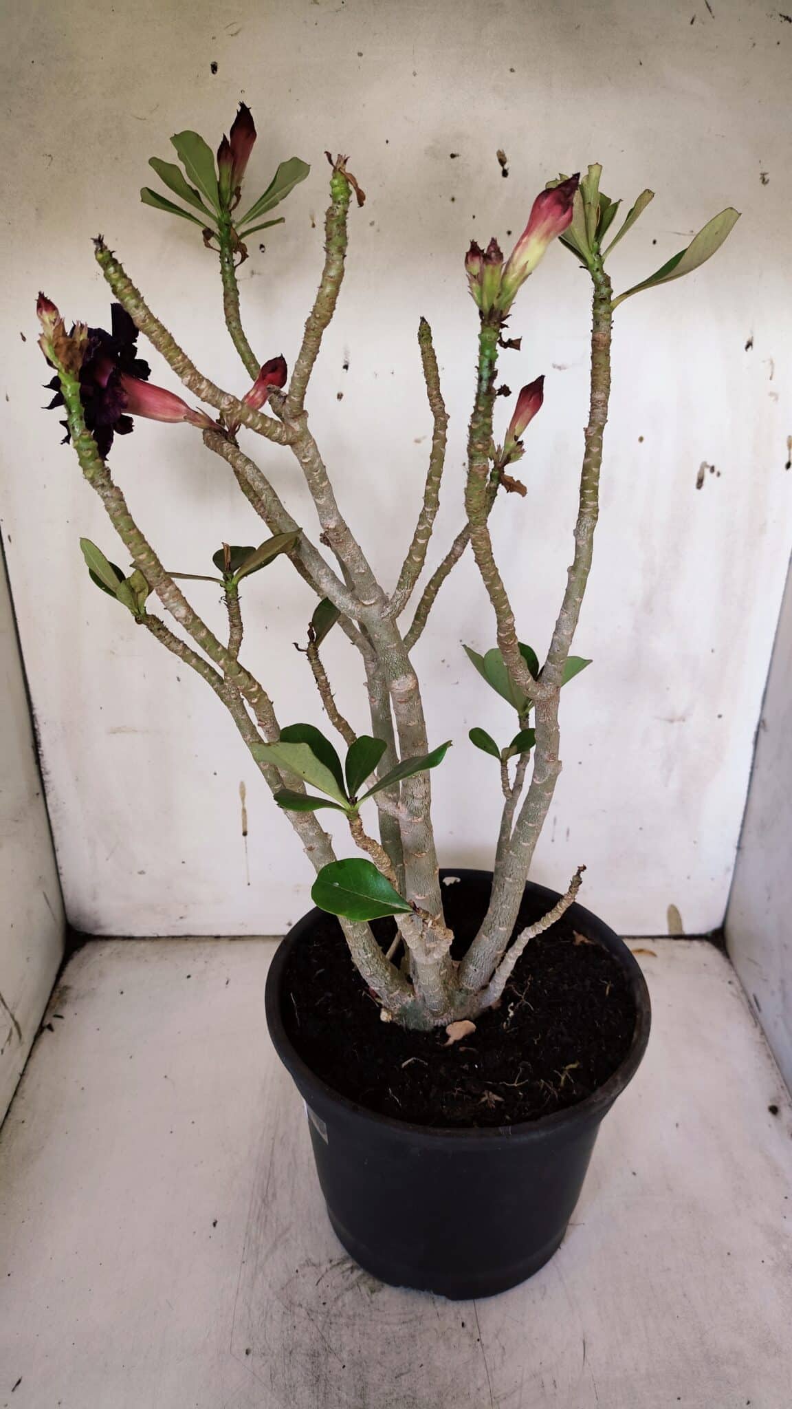 Planta Dobrada 3178 – 45cm – 04 anos