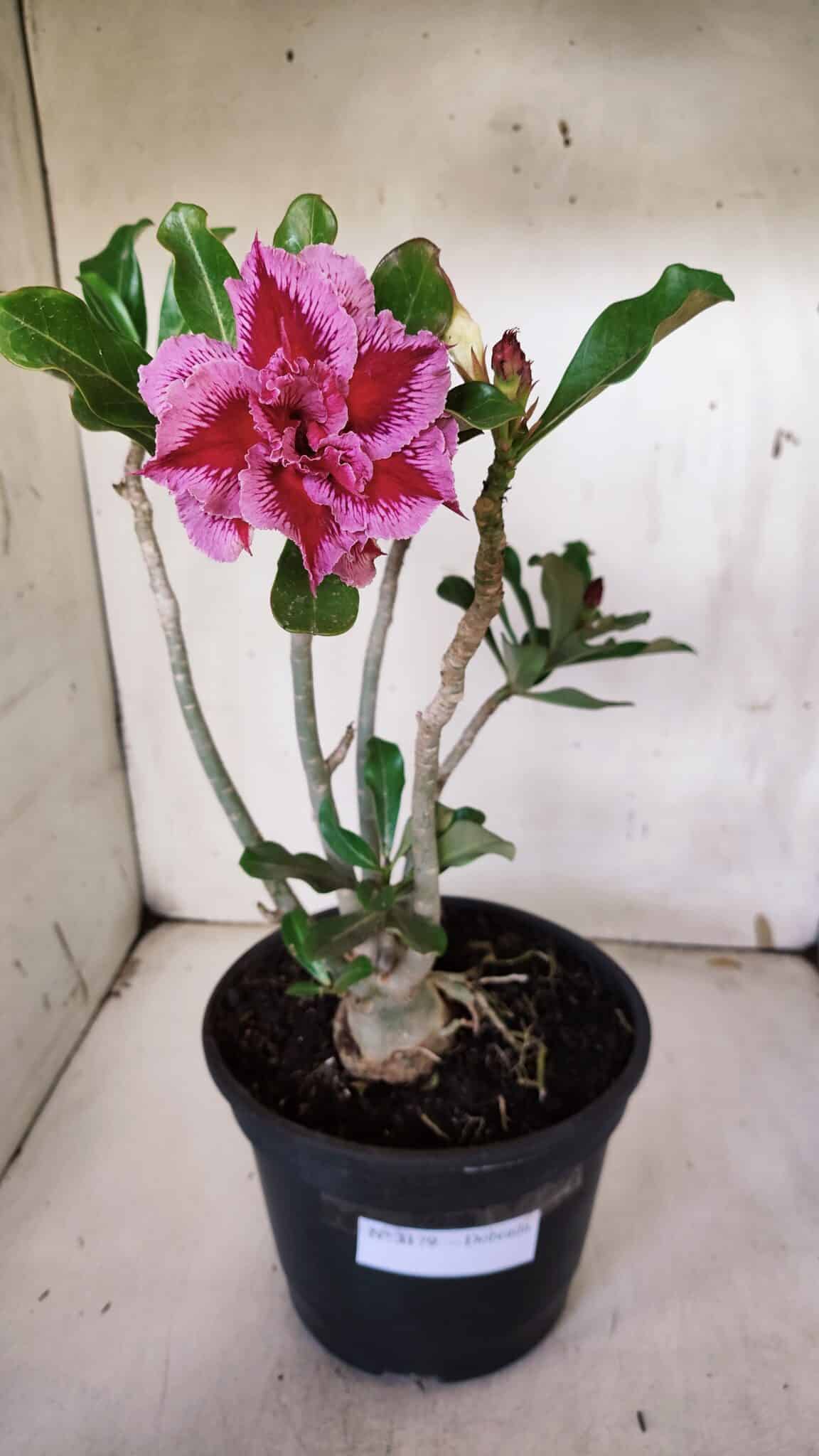 Planta Dobrada 3179 – 45cm – 03 anos