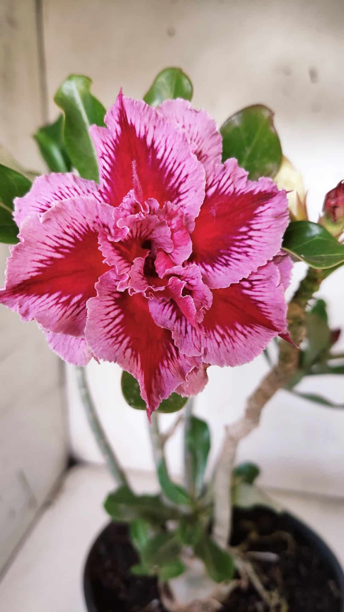 Planta Dobrada 3179 – 45cm – 03 anos