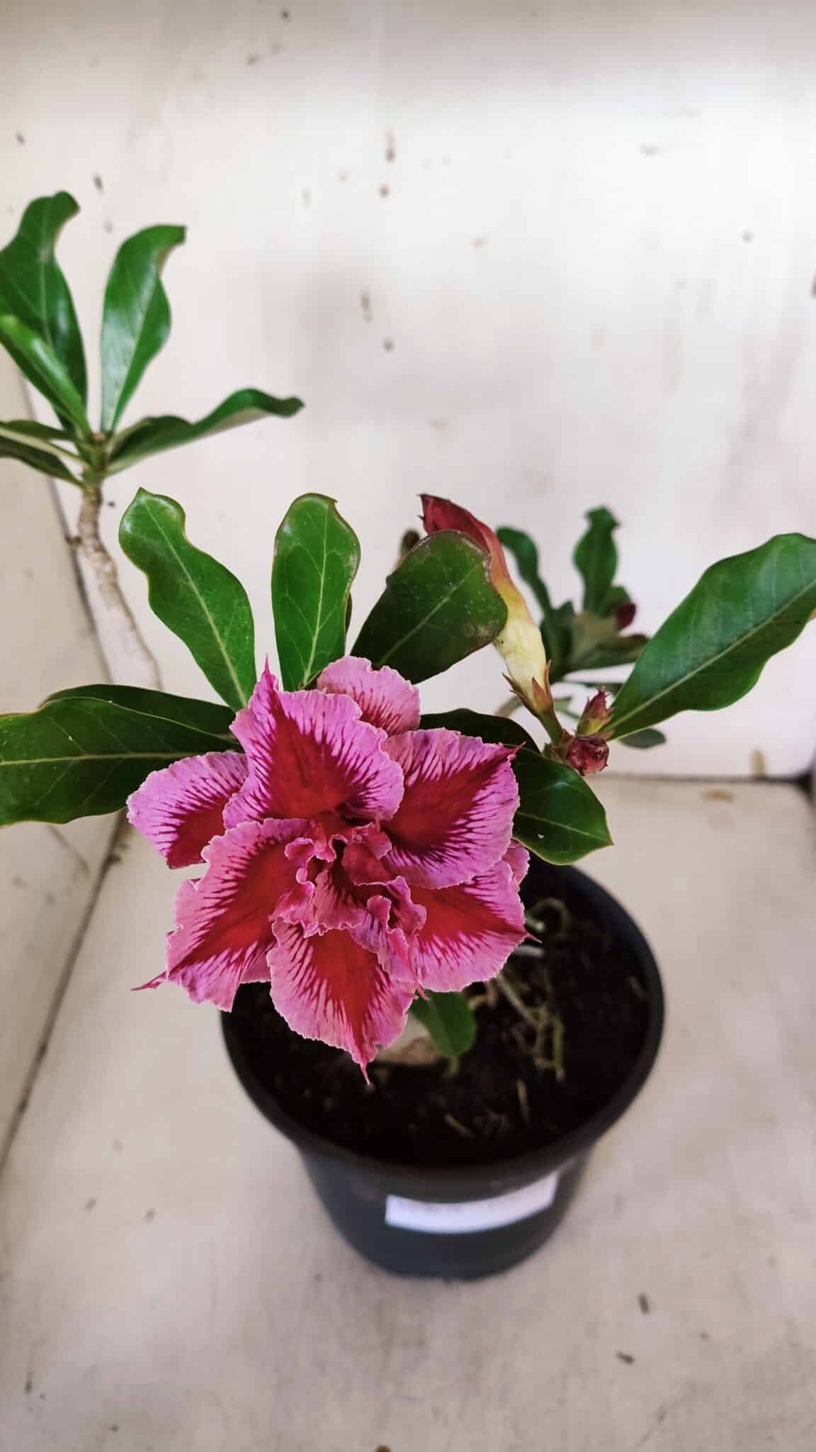 Planta Dobrada 3179 – 45cm – 03 anos