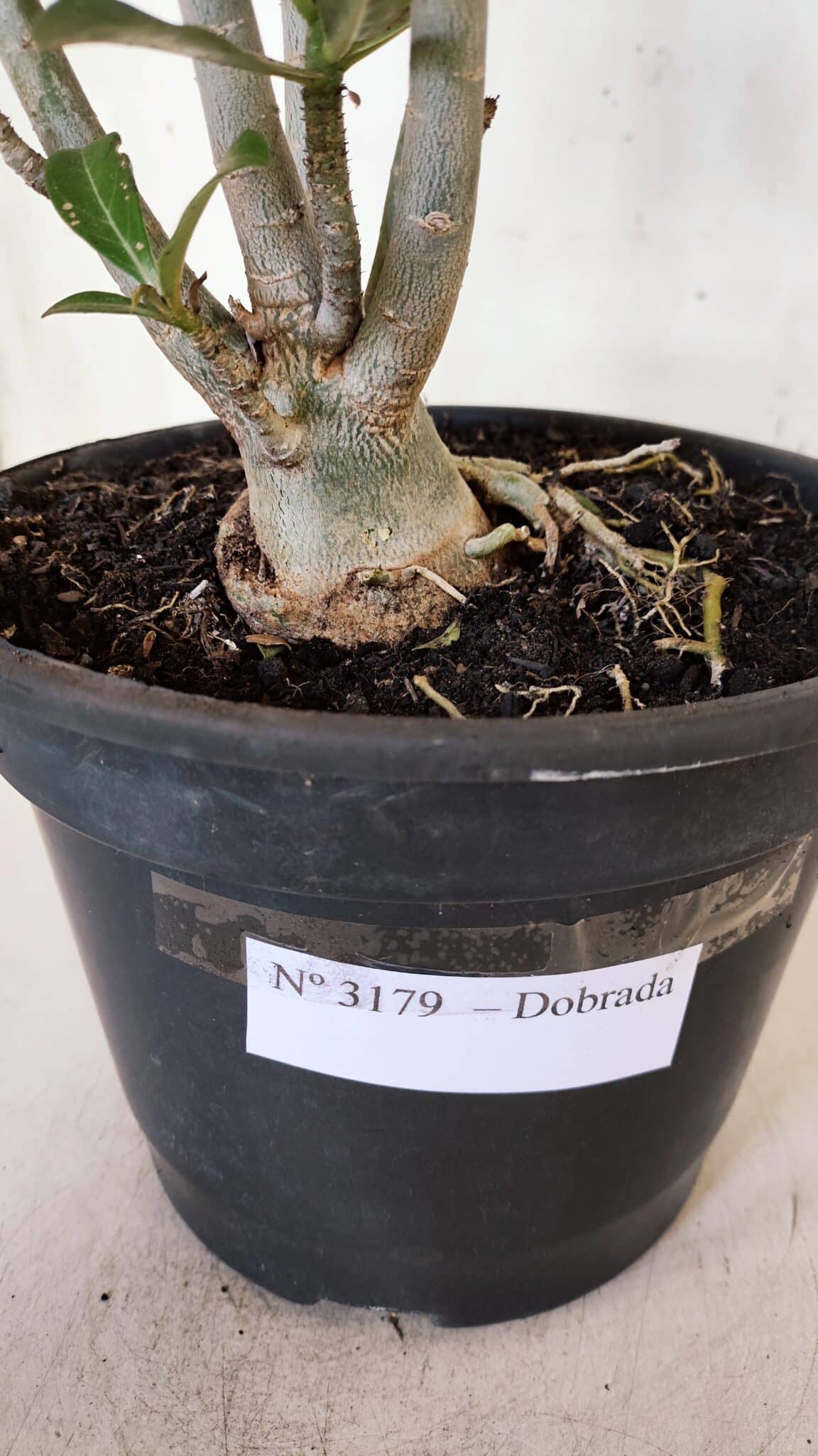 Planta Dobrada 3179 – 45cm – 03 anos