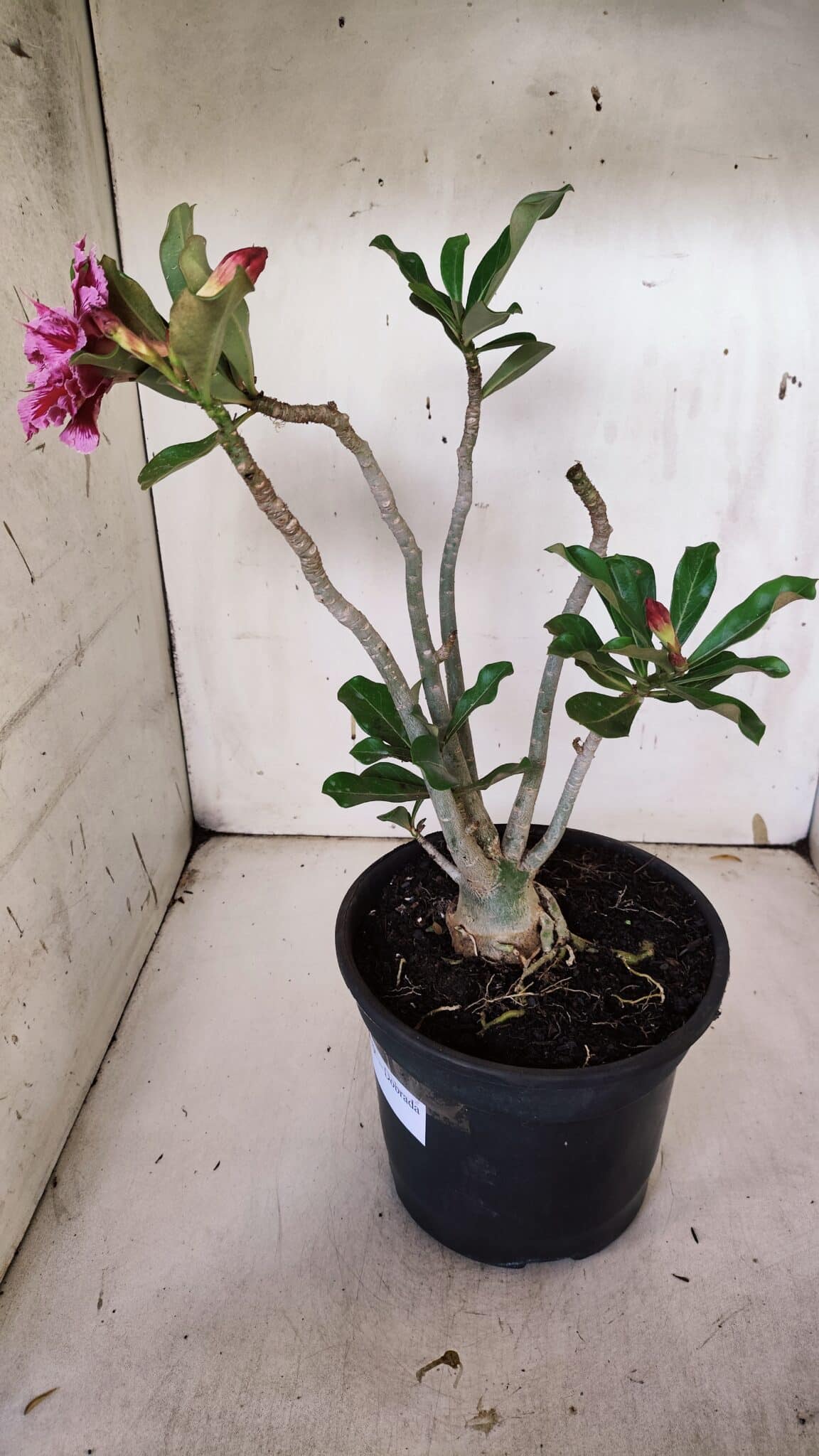 Planta Dobrada 3179 – 45cm – 03 anos