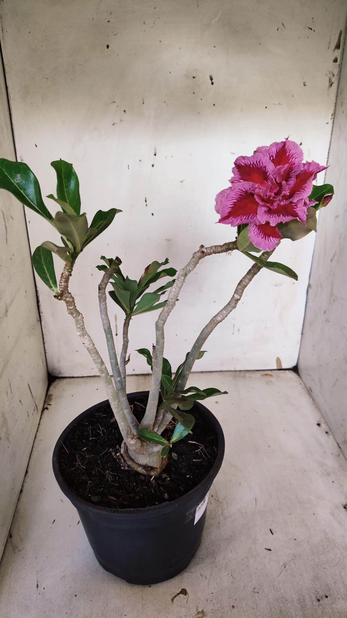 Planta Dobrada 3179 – 45cm – 03 anos