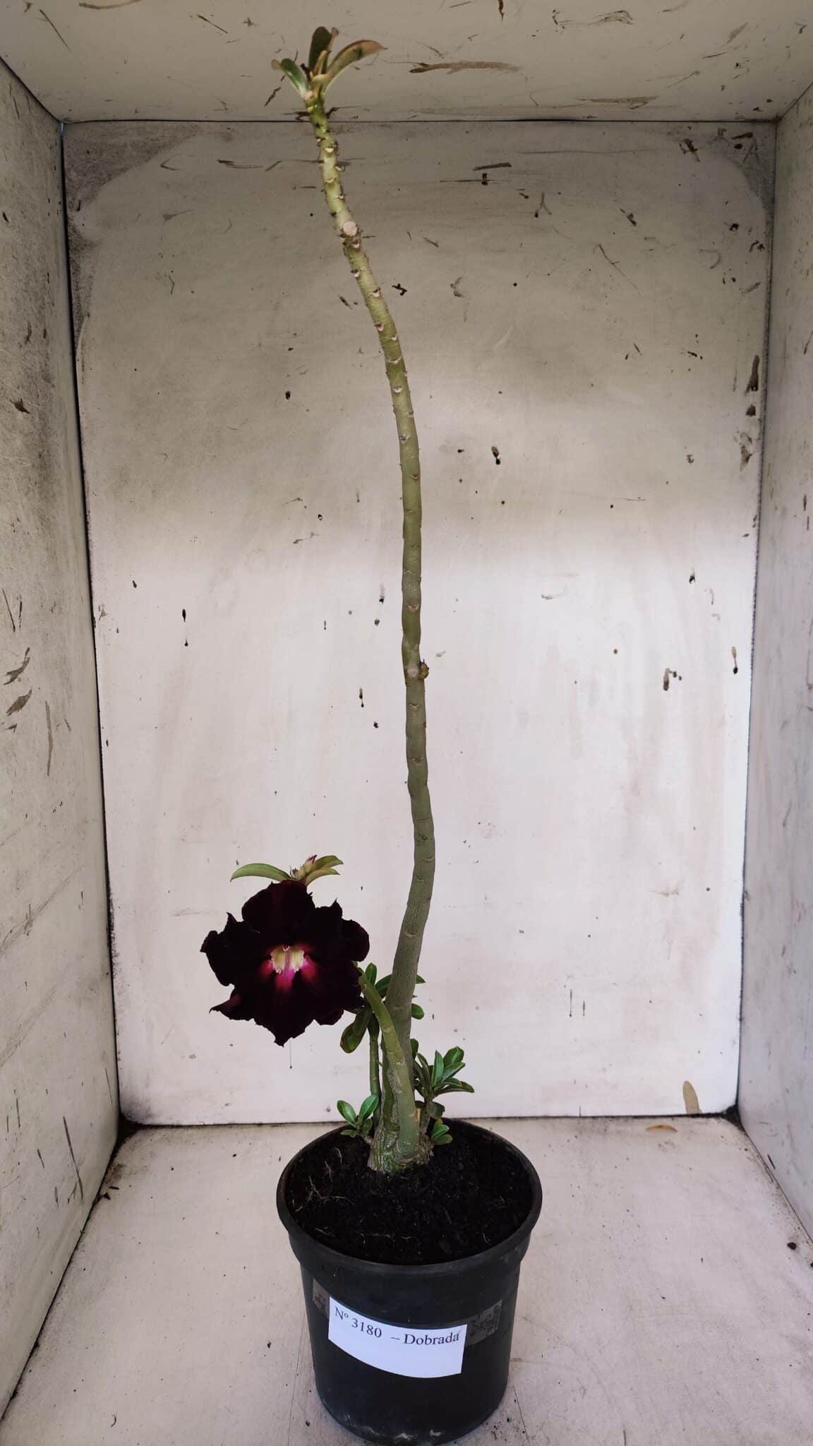 Planta Dobrada 3180 – 35cm – 03 anos