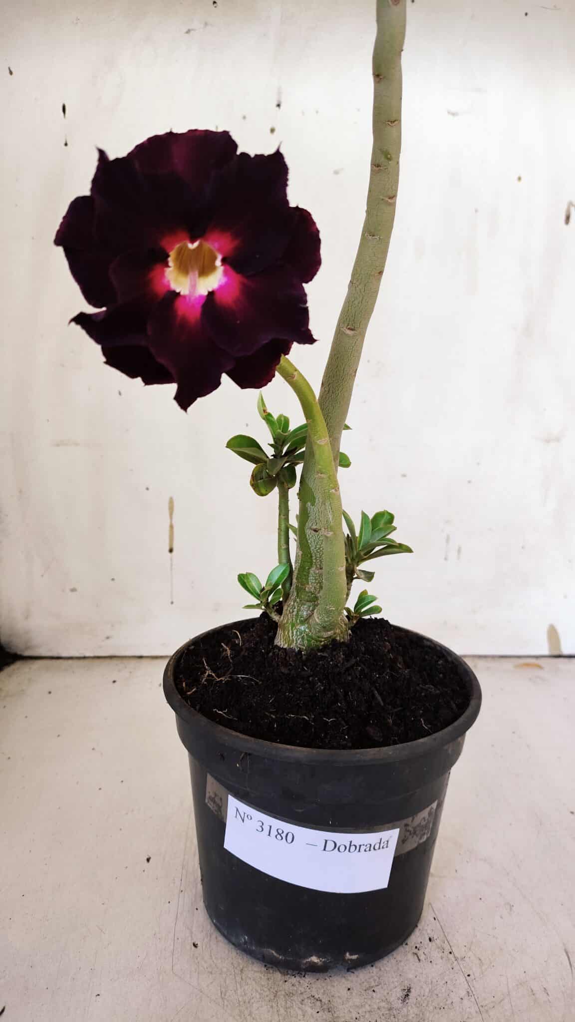 Planta Dobrada 3180 – 35cm – 03 anos