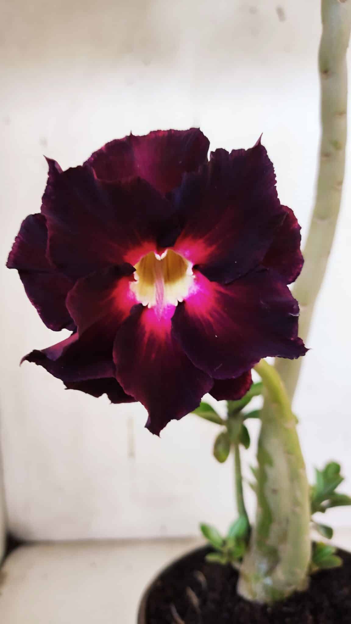 Planta Dobrada 3180 – 35cm – 03 anos