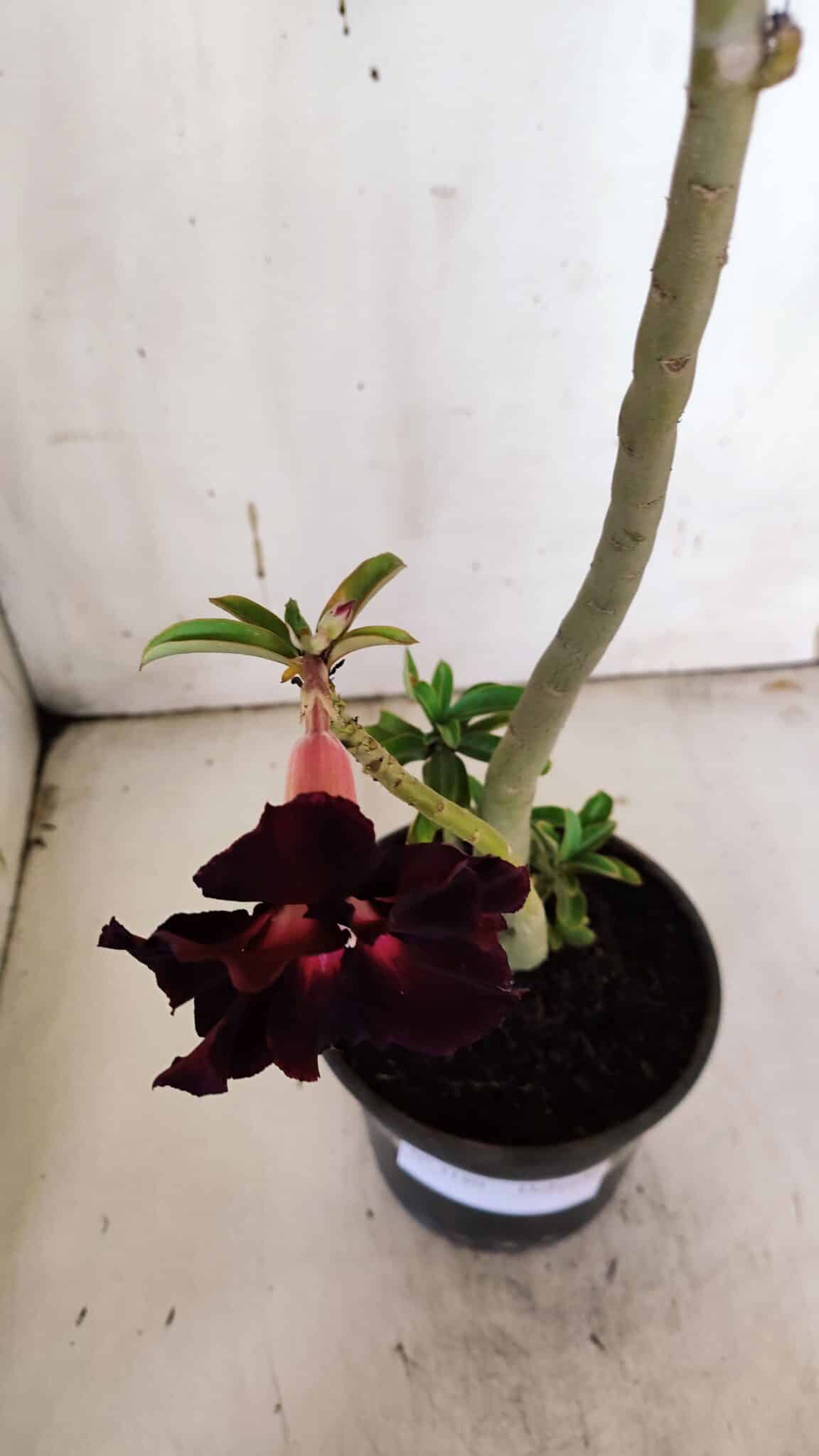 Planta Dobrada 3180 – 35cm – 03 anos