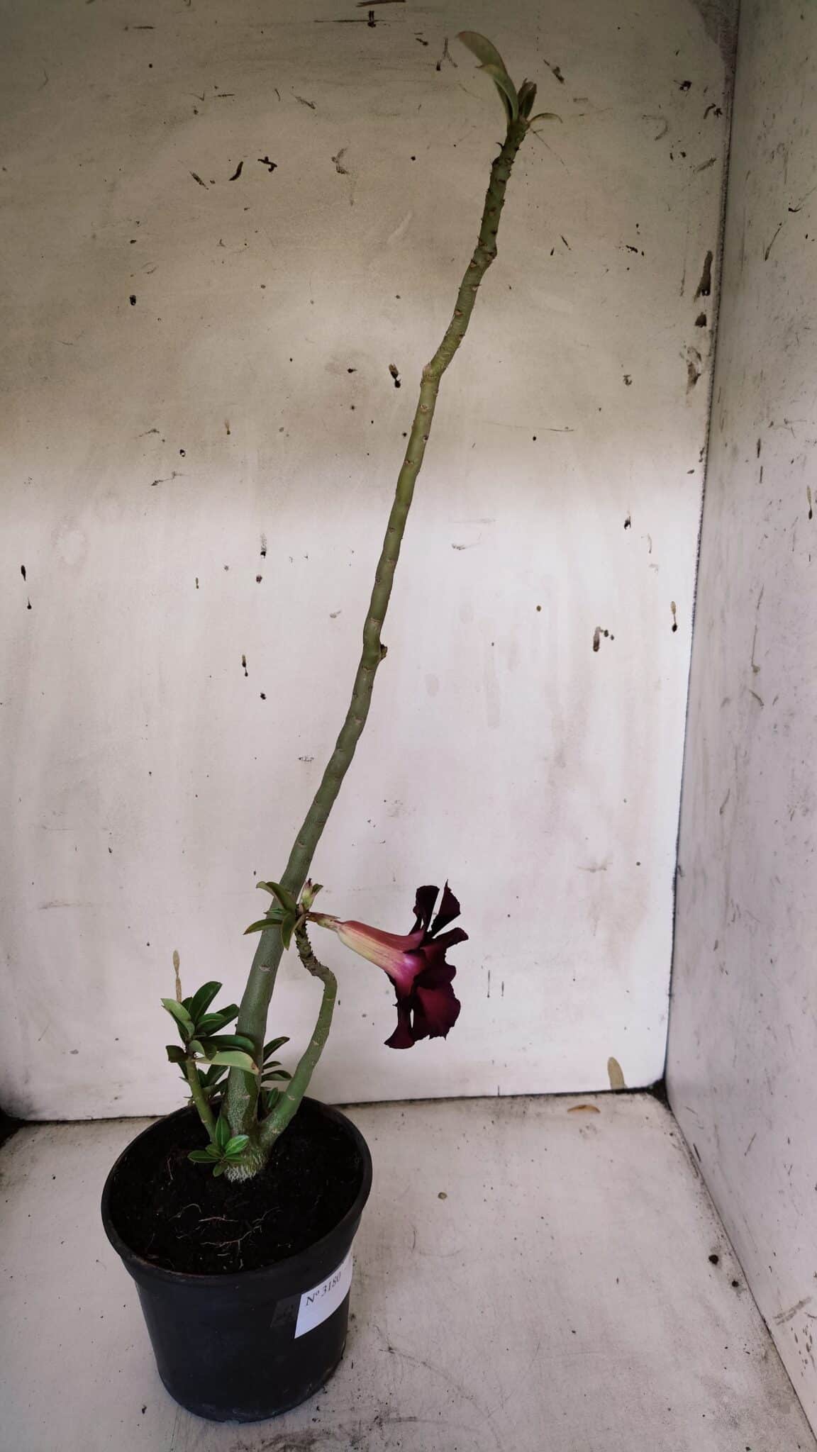 Planta Dobrada 3180 – 35cm – 03 anos