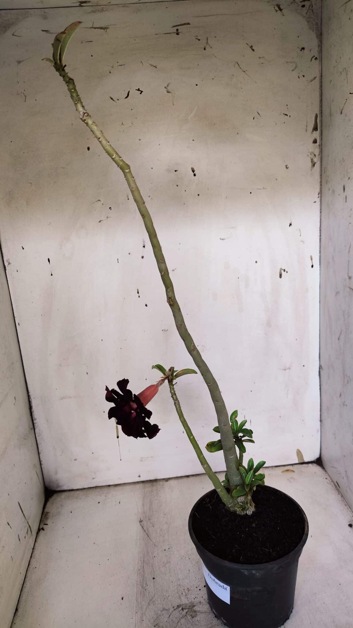 Planta Dobrada 3180 – 35cm – 03 anos