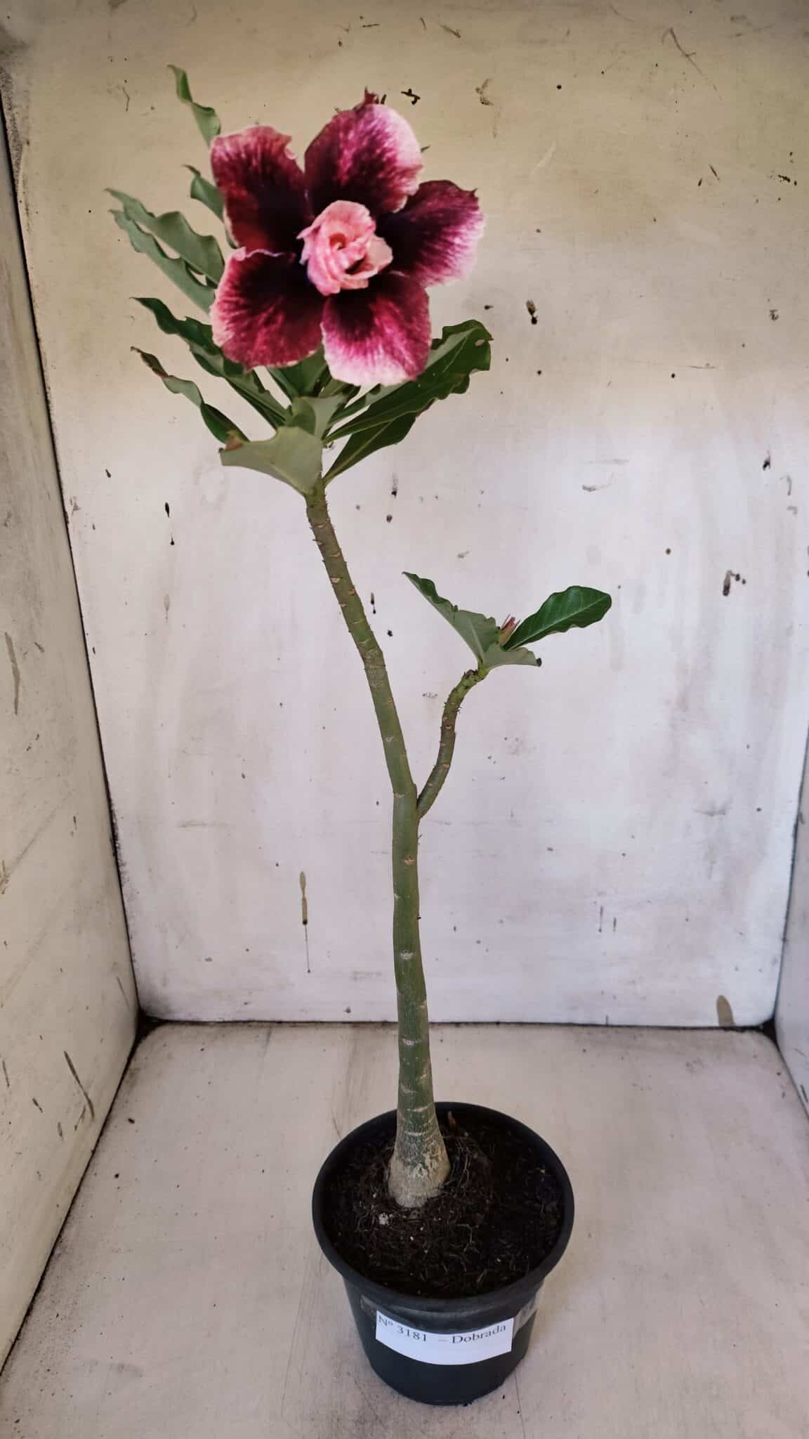 Planta Dobrada 3181 – 35cm – 03 anos