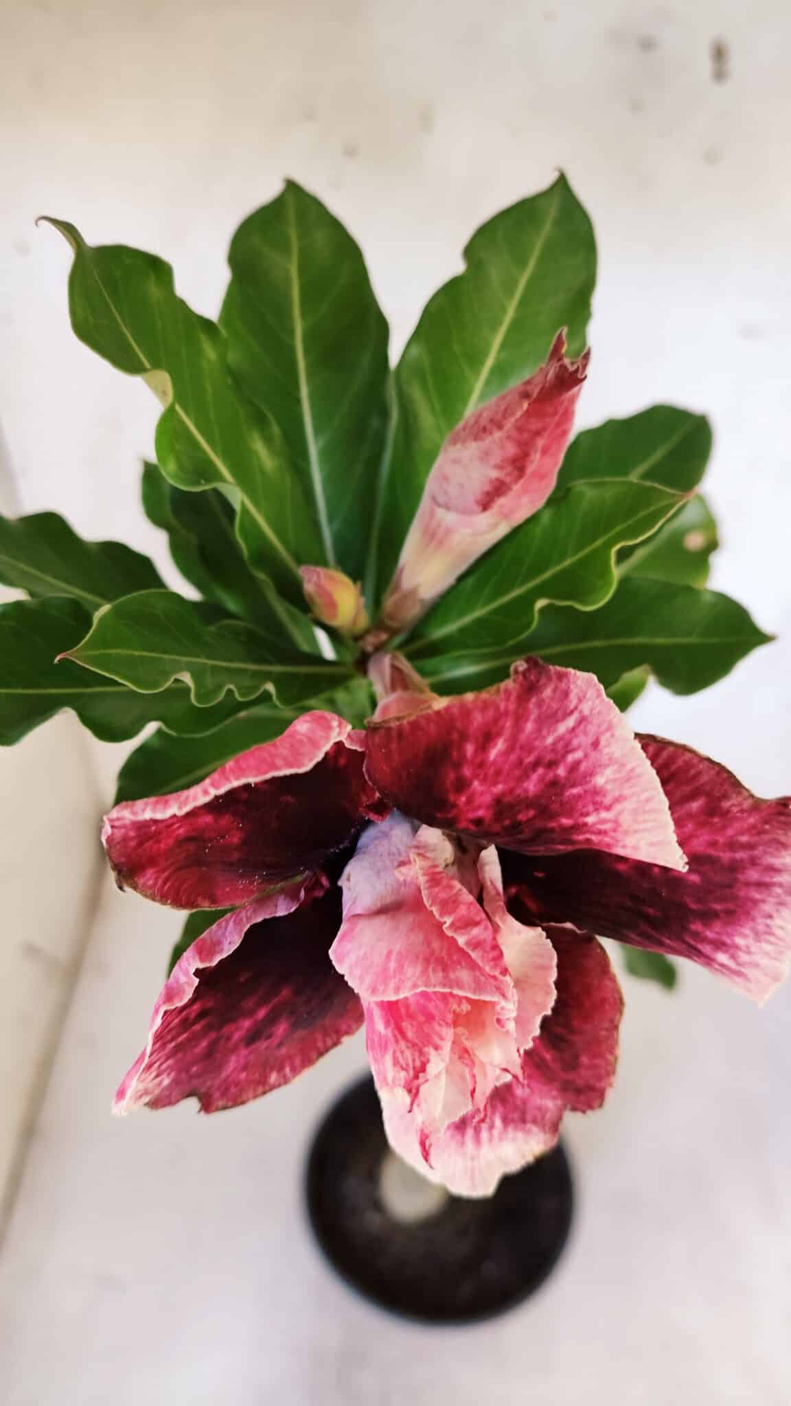 Planta Dobrada 3181 – 35cm – 03 anos