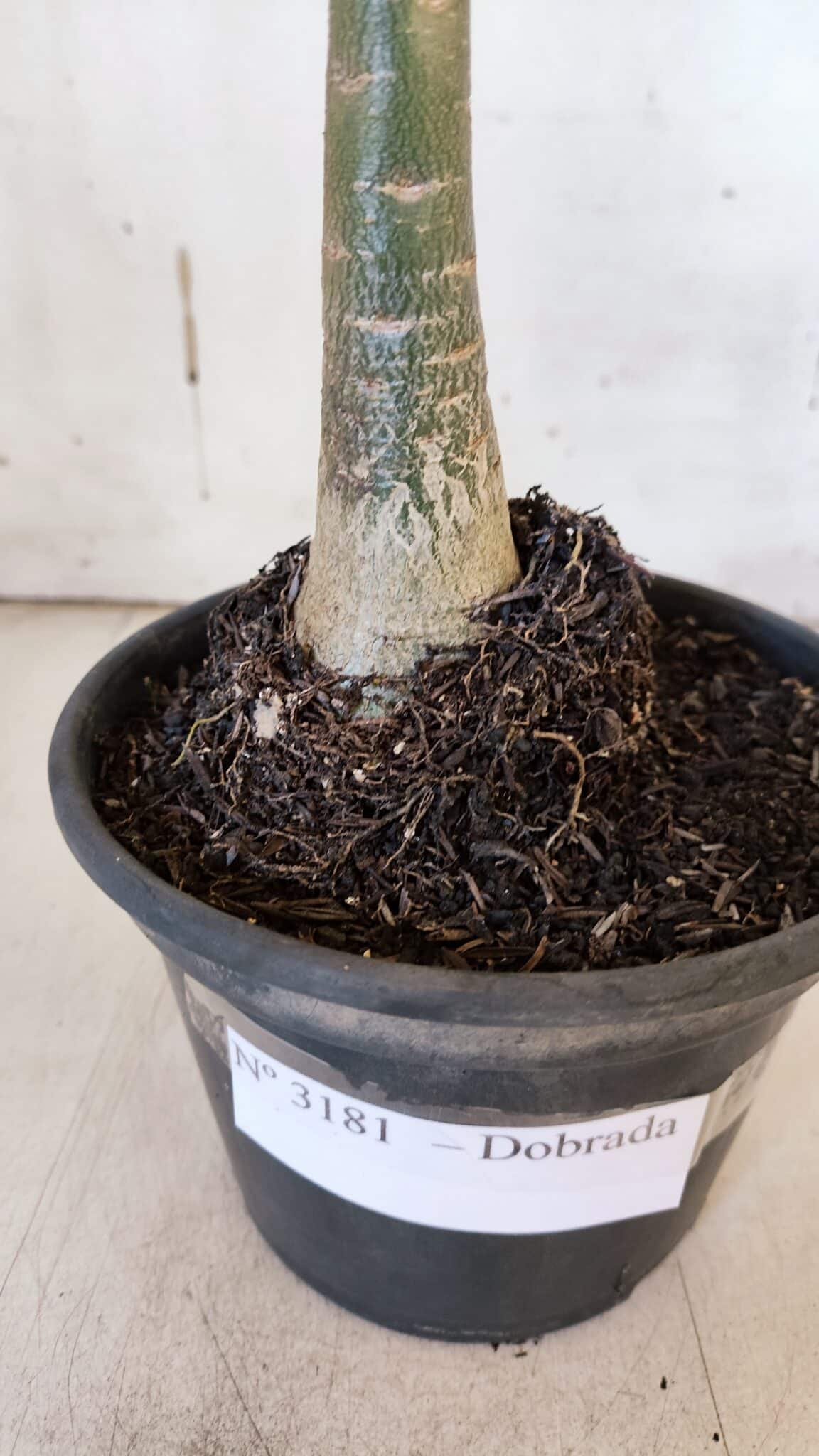 Planta Dobrada 3181 – 35cm – 03 anos