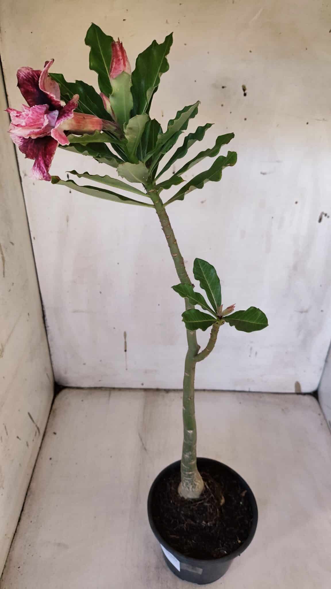 Planta Dobrada 3181 – 35cm – 03 anos